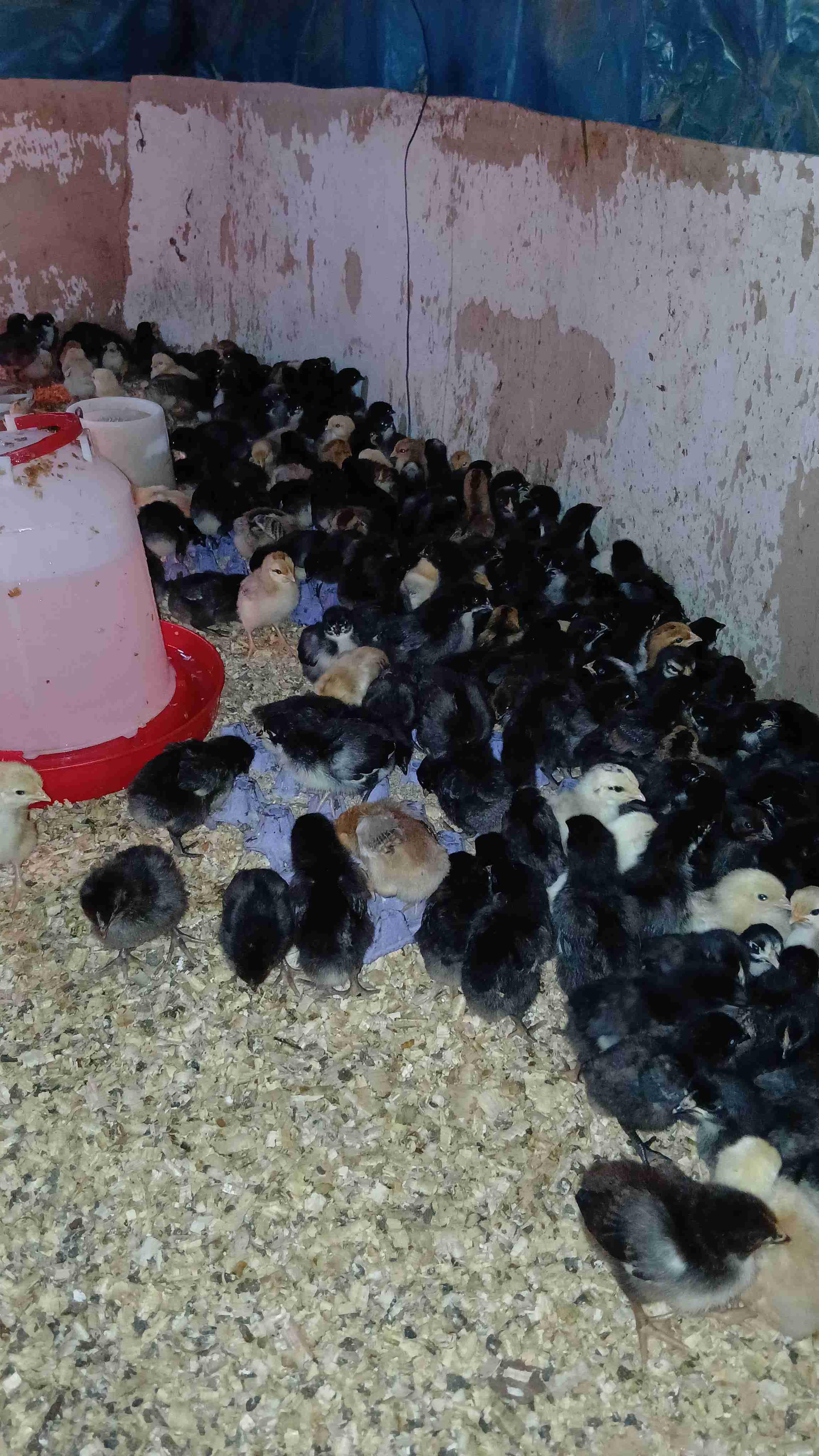 مدينة 🌆 تيفلت متوفر الإرسال