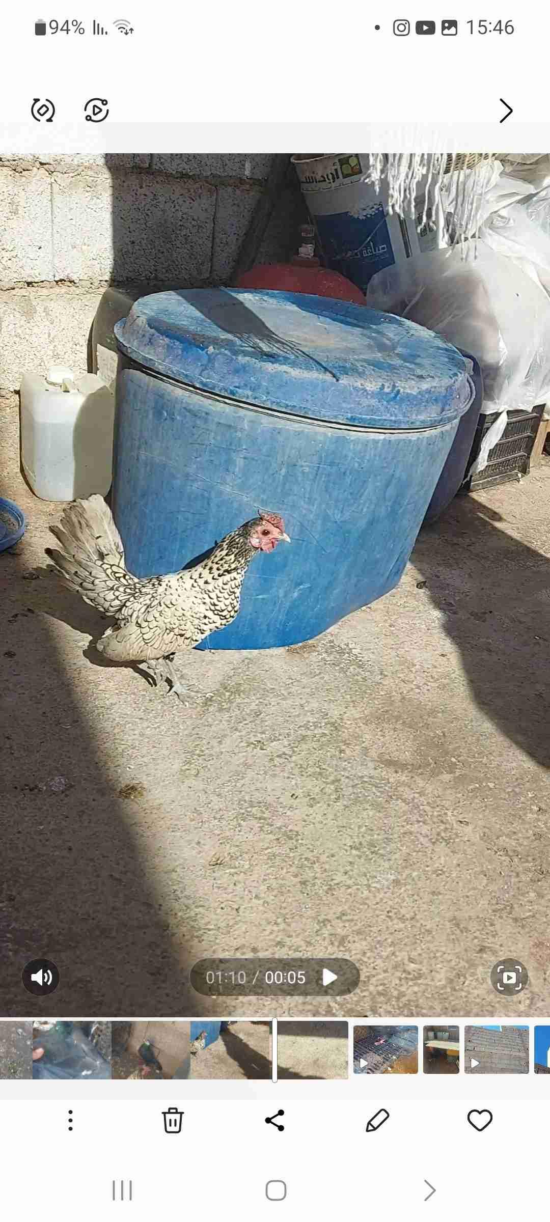 دكر سبراي الأبيض جميل مدينت أكادير