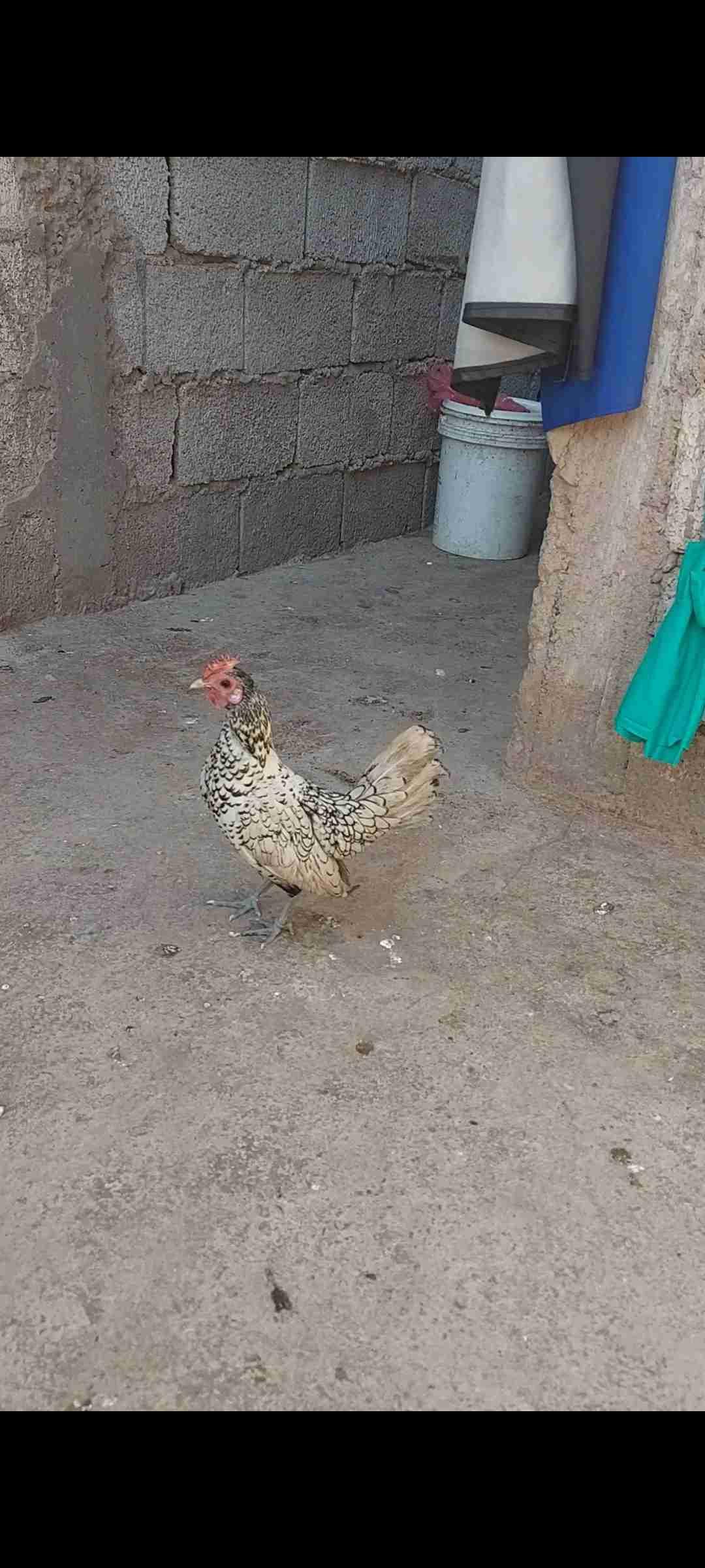دكر السبرايت أبيض جميل
