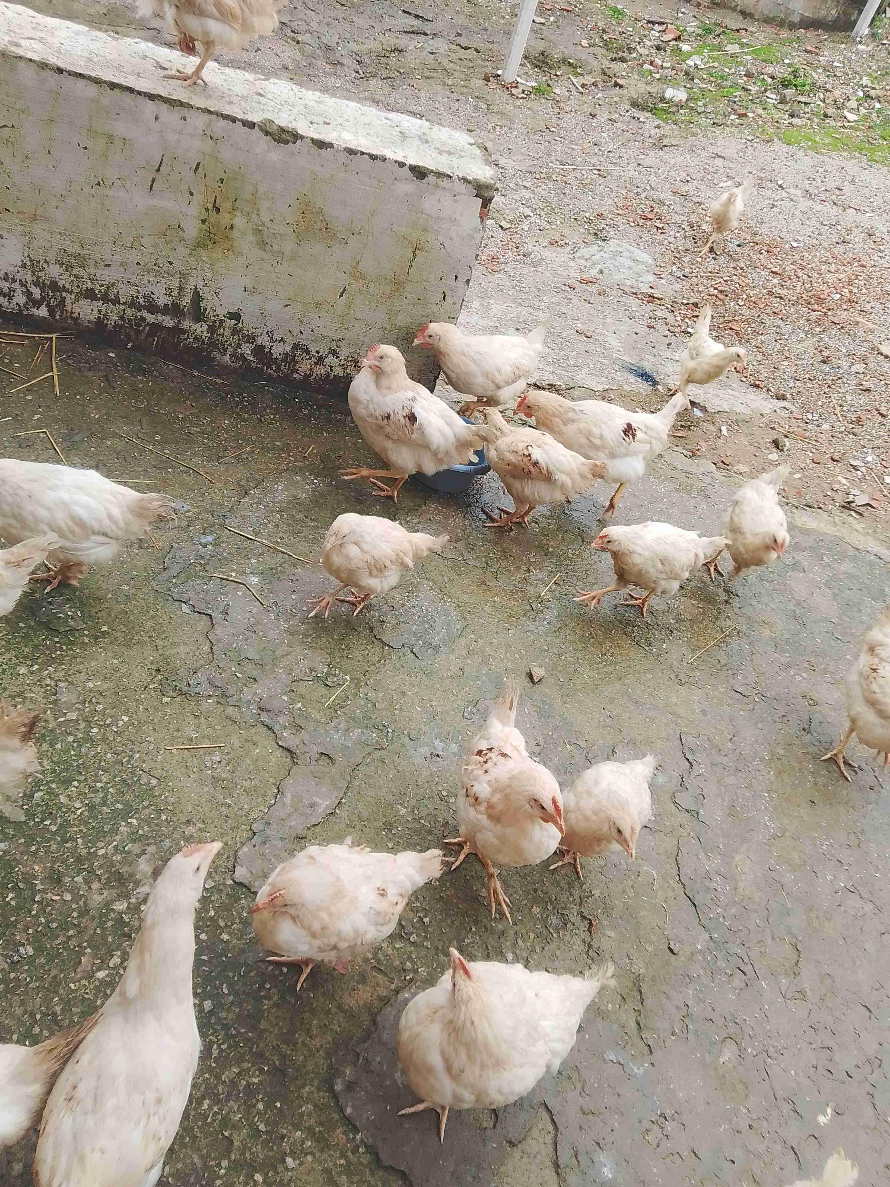 طنجة بني وسين