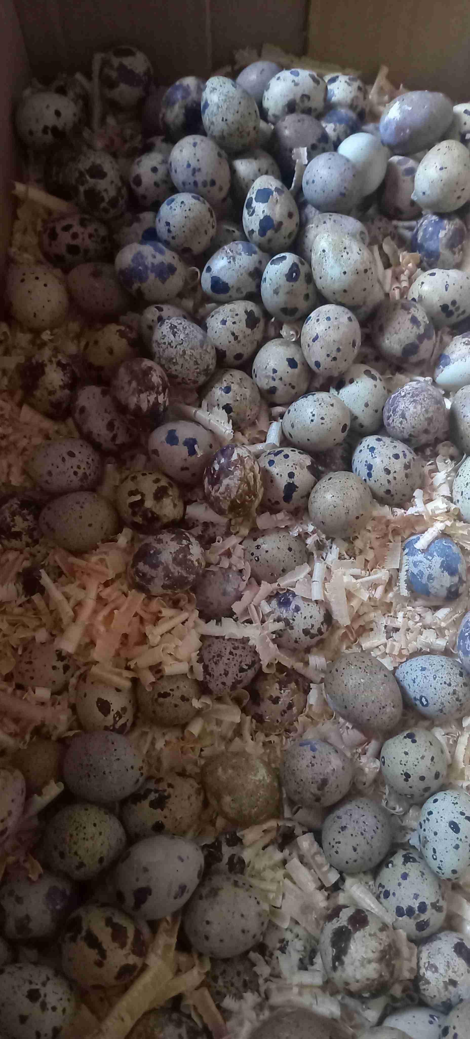 بيض سمان مخصب لتفقيص