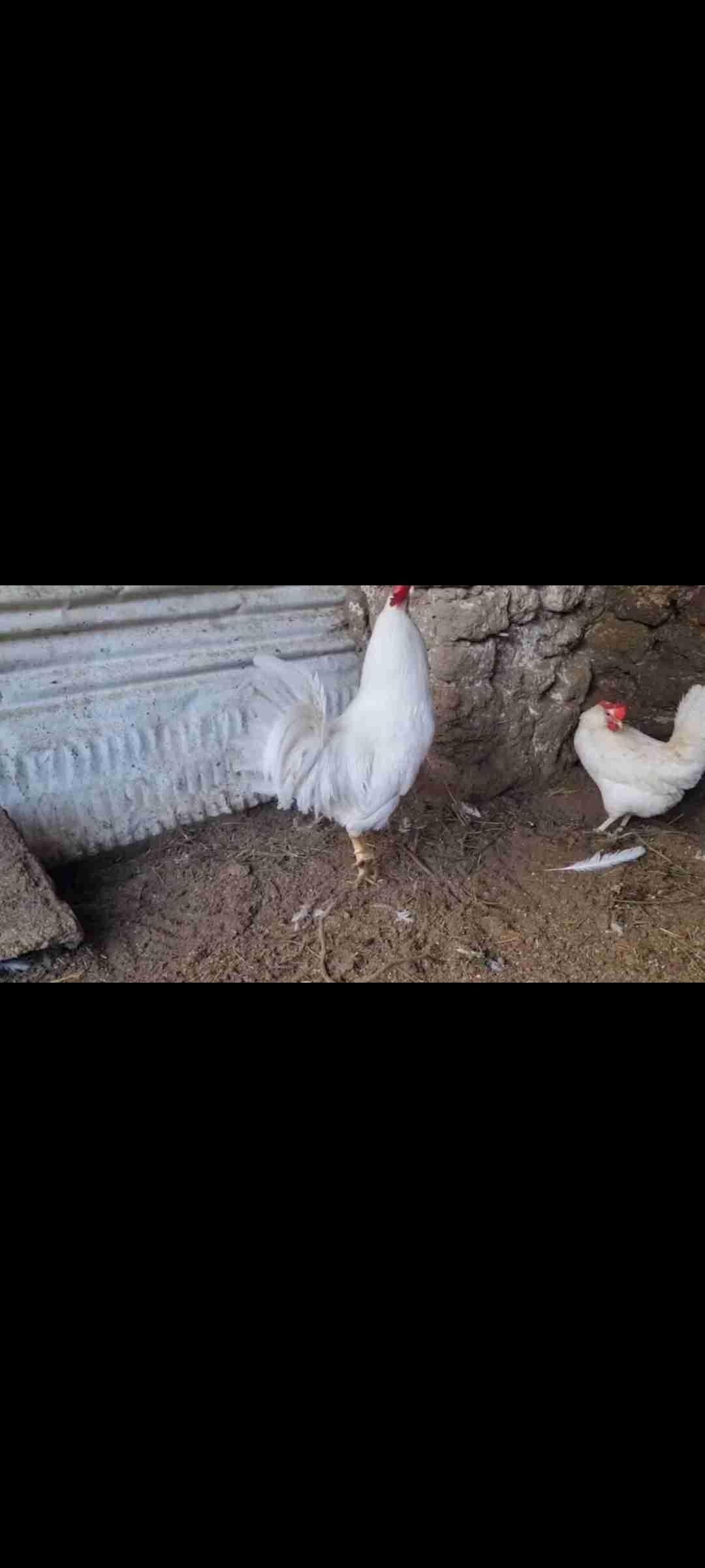 تريو لجرون لبيع