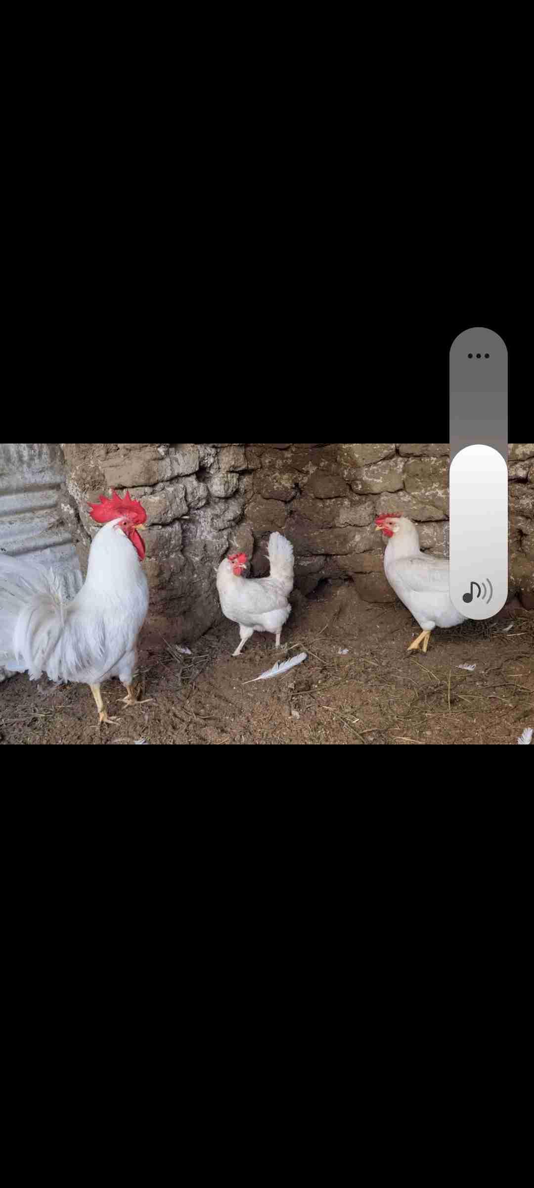للبيع