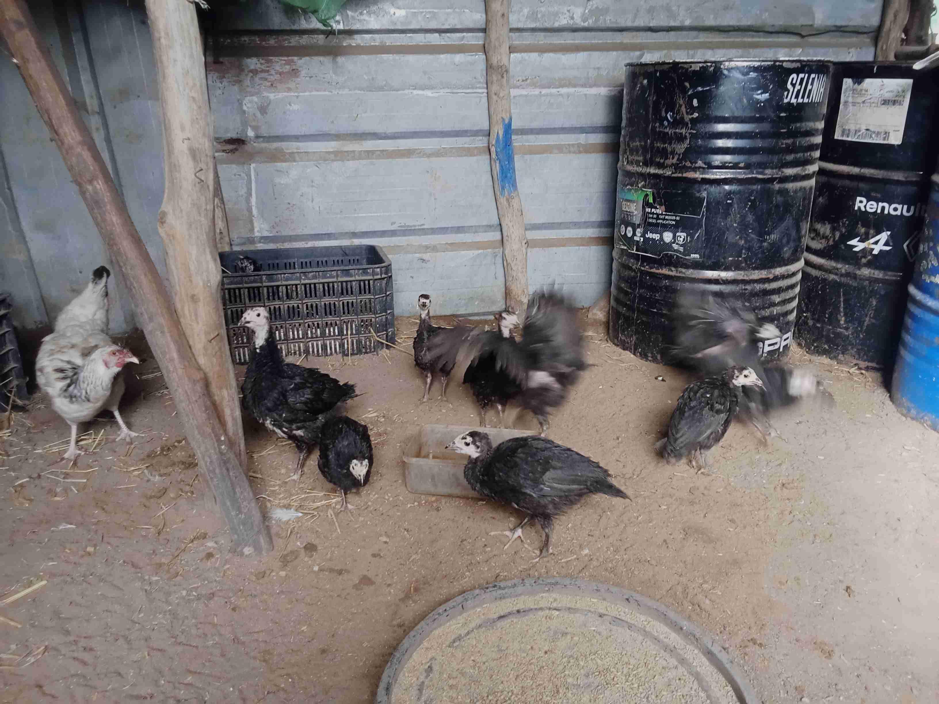 بوقنادل سلا