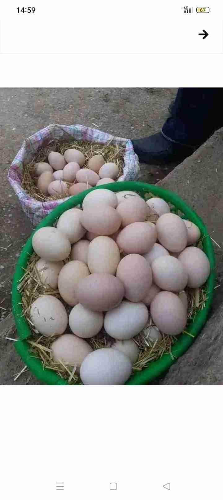 بوقنادل سلا