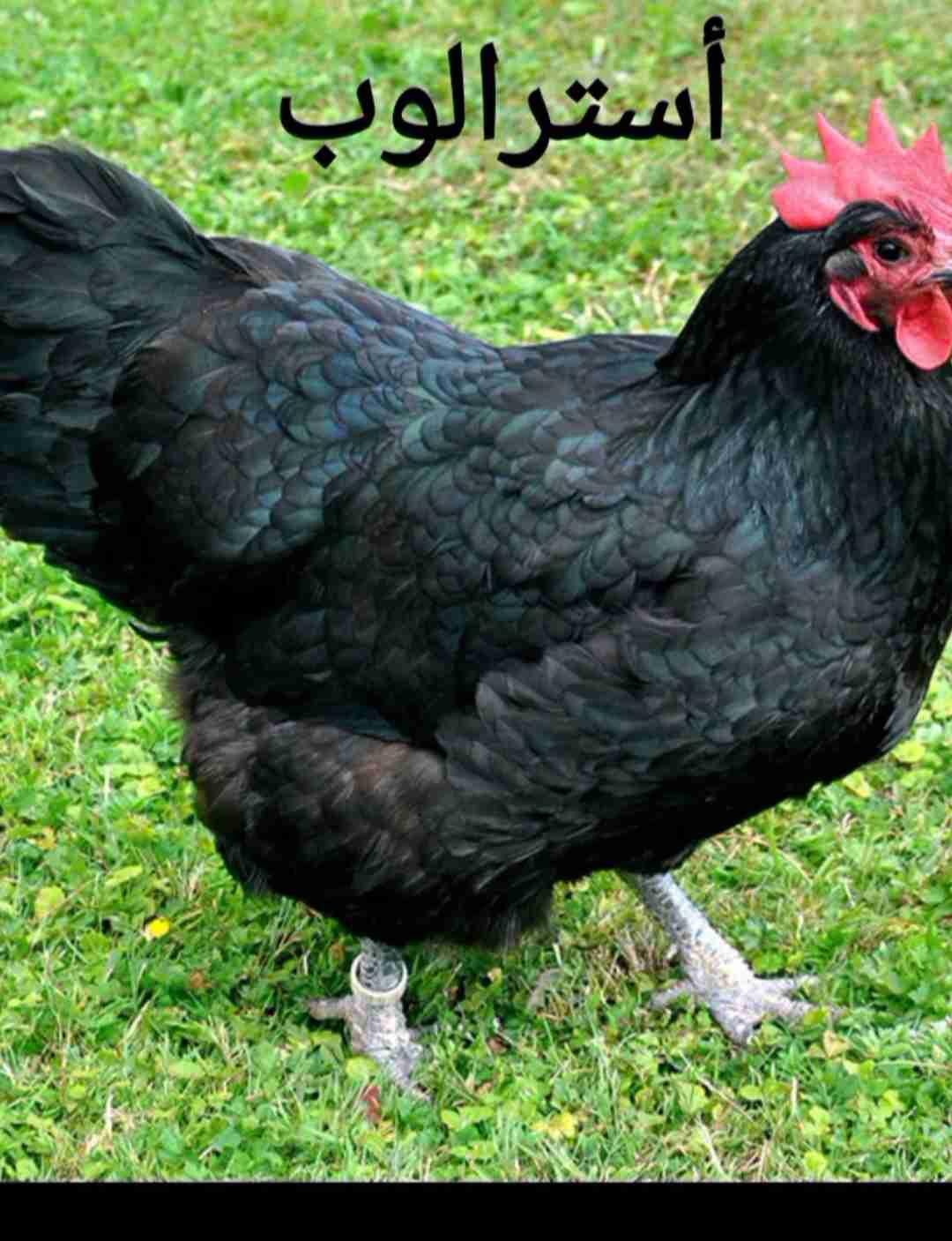 بيض أسترالوب أسود و لأزرق