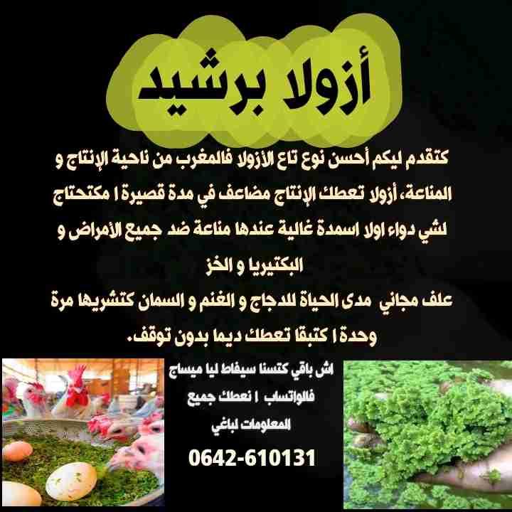 🚨 ازولا نيلوتيكا الحرة 30درهم للكيلو  احسن نوع فالانتاج فالمغرب مكتحتاج لا دوايات لا عناية لا اسمدة👈👍 الدهب الاخضر العلف المجاني  مدى الحياة للدواجن و الغنم و البقر و السمان و الارانب و البط.
