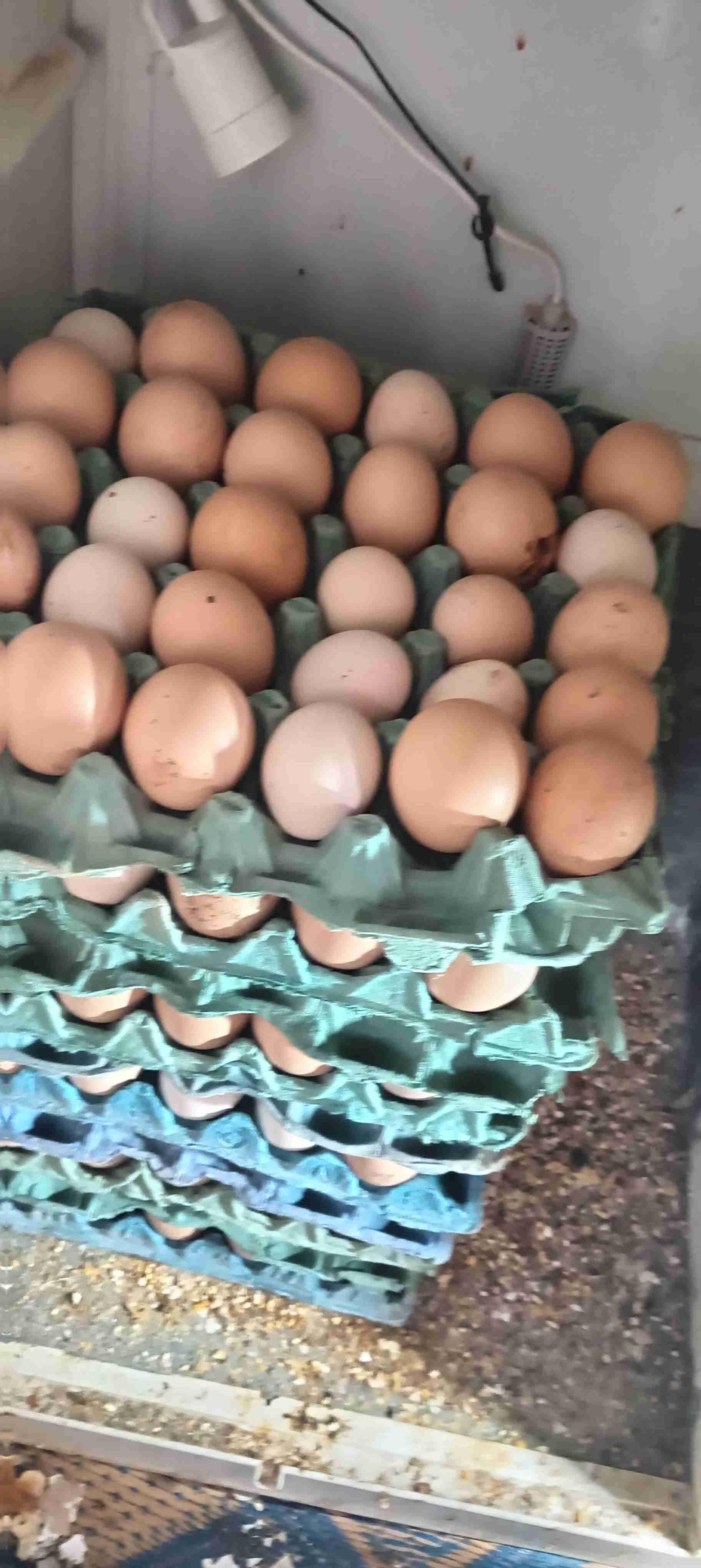 بيض مخصب