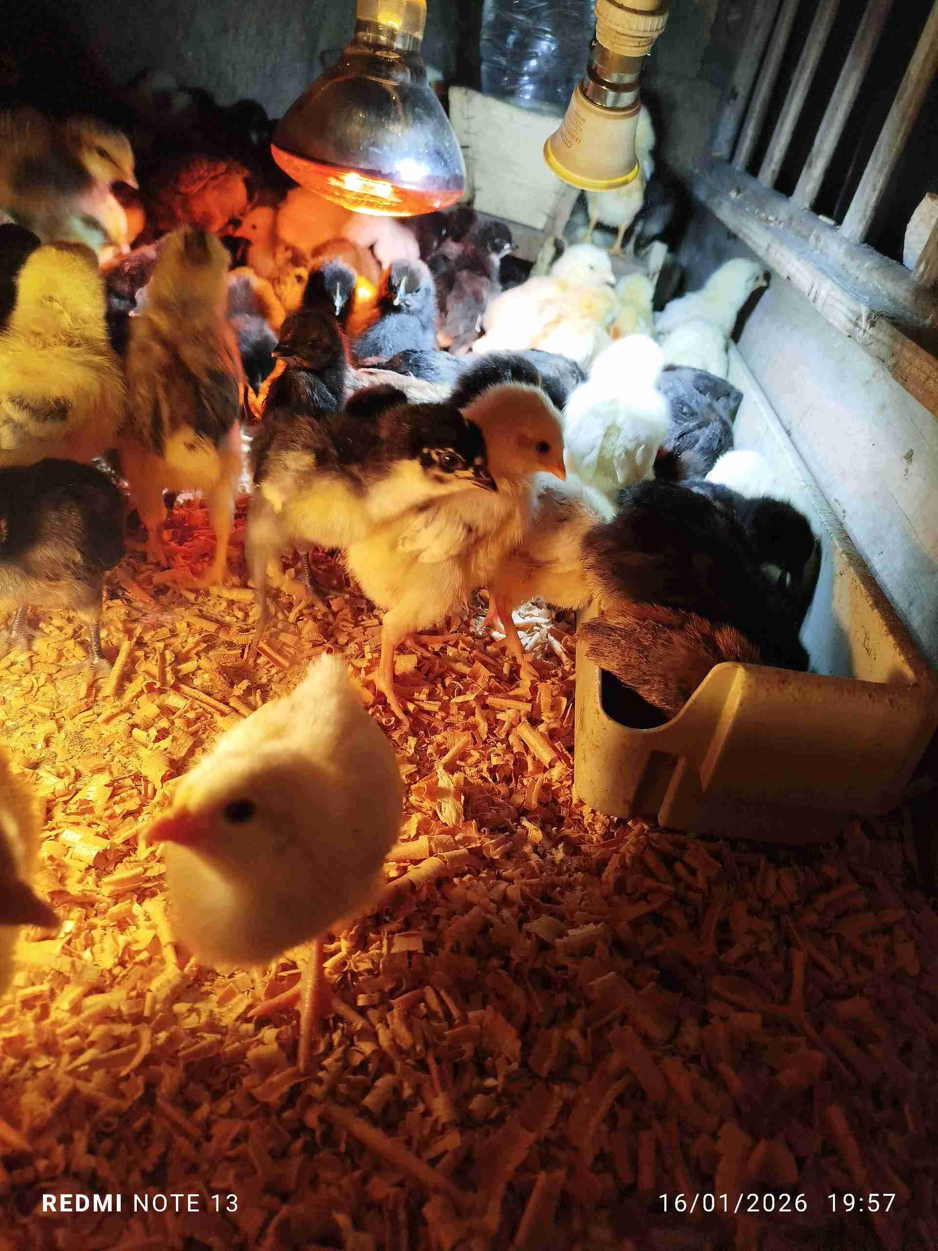 🐥 كتاكيت خليط سلالات الحرة