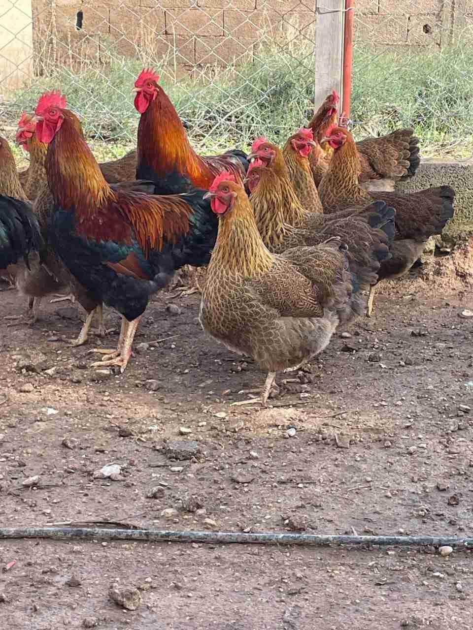 سلالة بليموث روك الذهبي