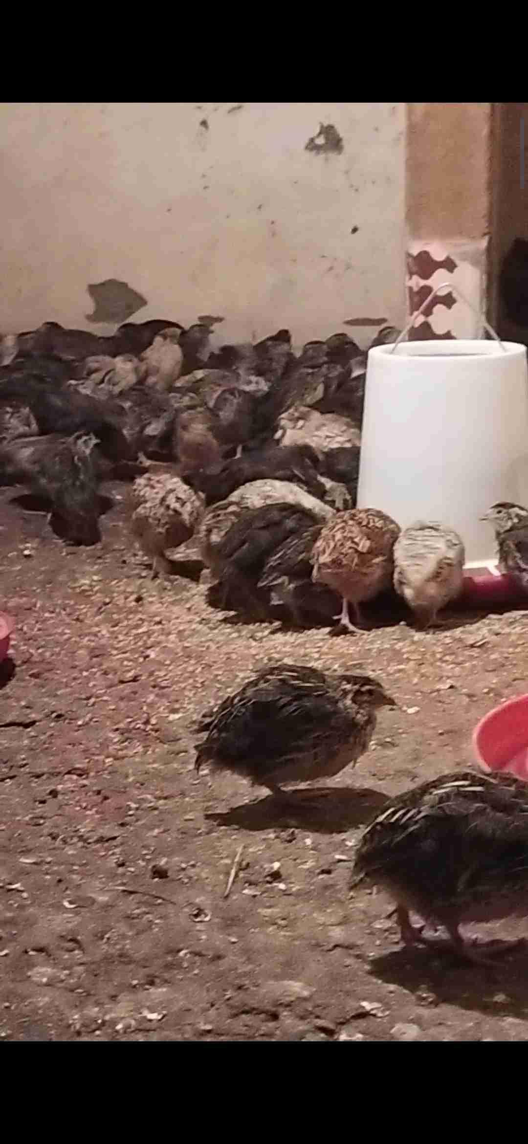 سمان جودة عالية