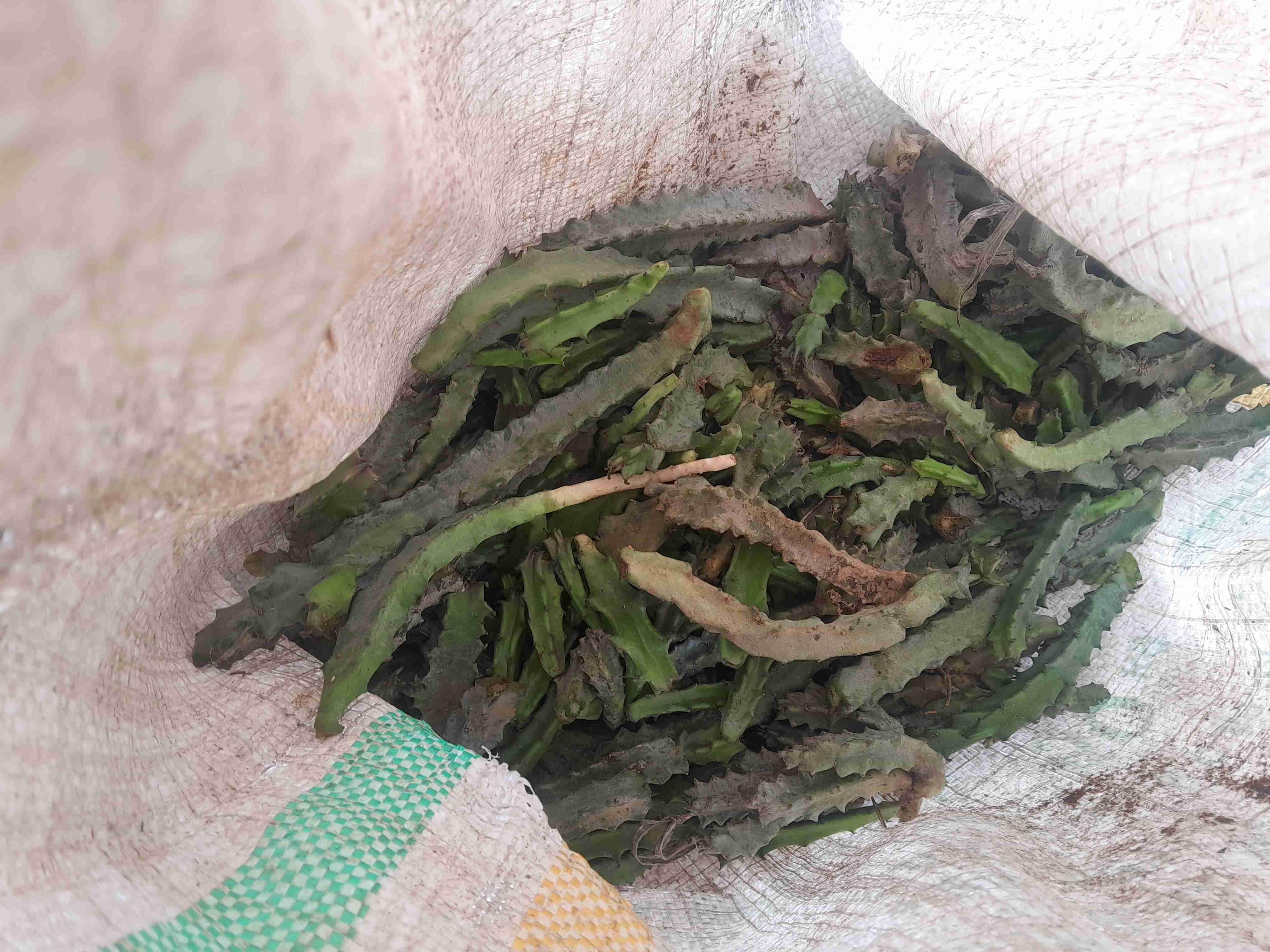 دغموس بلدي حر