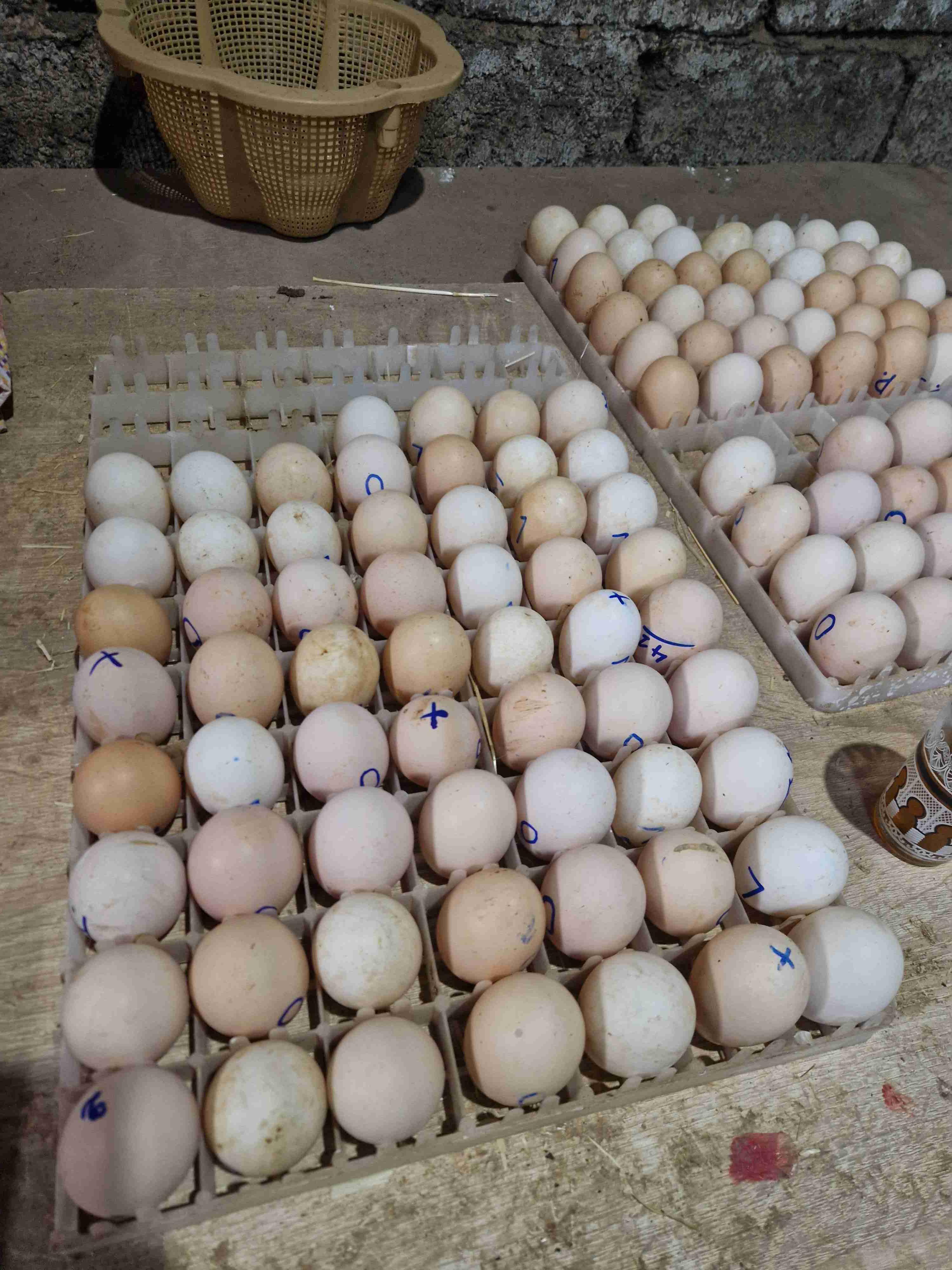 Farm el bouziri