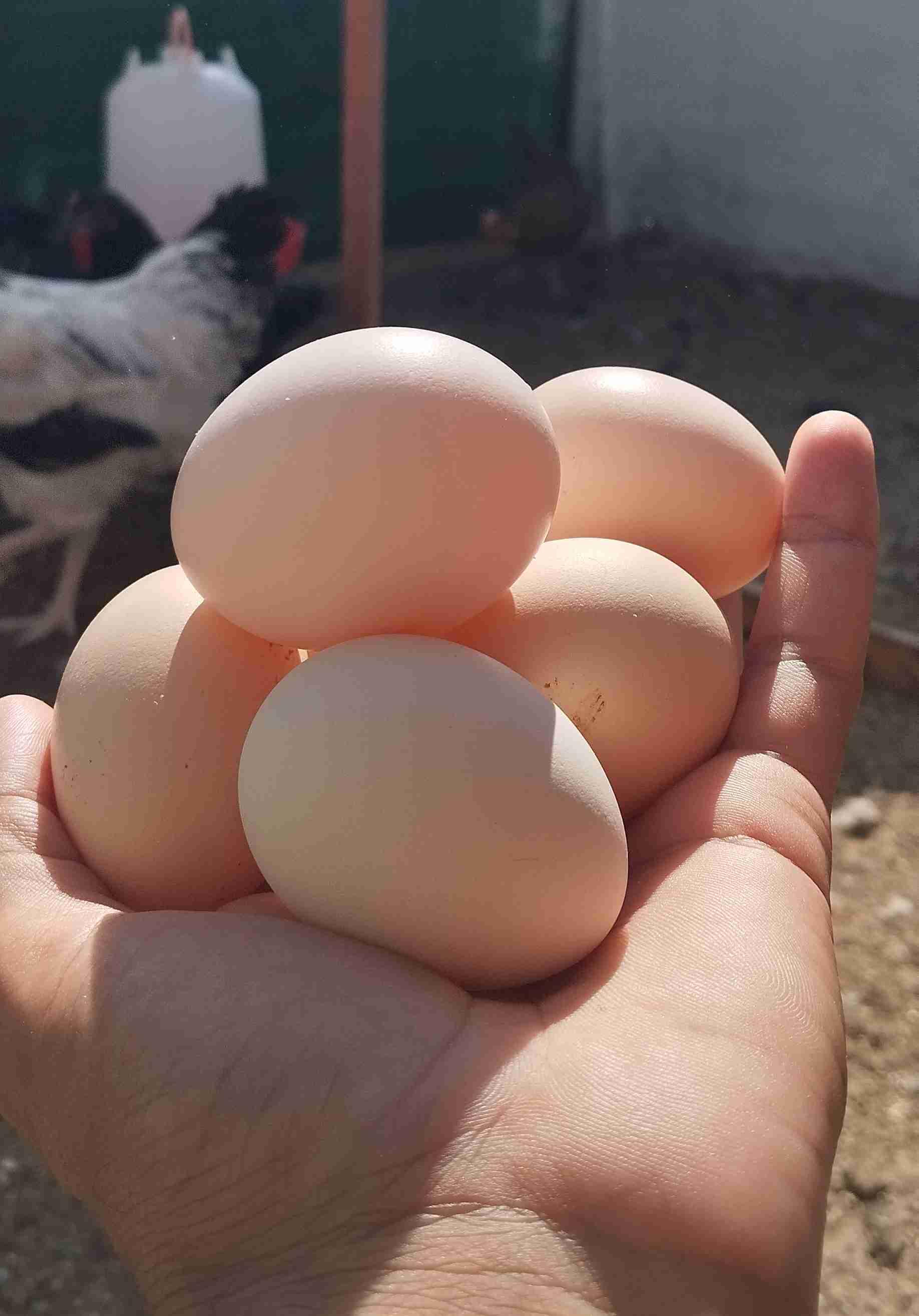 🐣 بيض مخصب للتفقيس 🐣