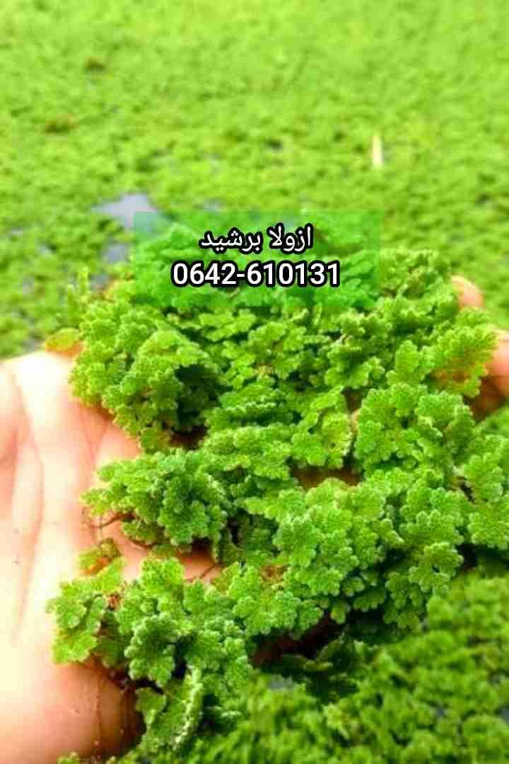 🚨🚨 سارع باش تستافد من هاد التخفيض ازولا نيلوتيكا الحرة غير 30درهم للكيلو العلف المجاني مدى الحياة الدجاج و الغنم 💪غنية بنسبة بروتين تصل الى 50% لتحفيز و زيادة انتاج البيض لاقصى درجة 💡💲✍استغل 