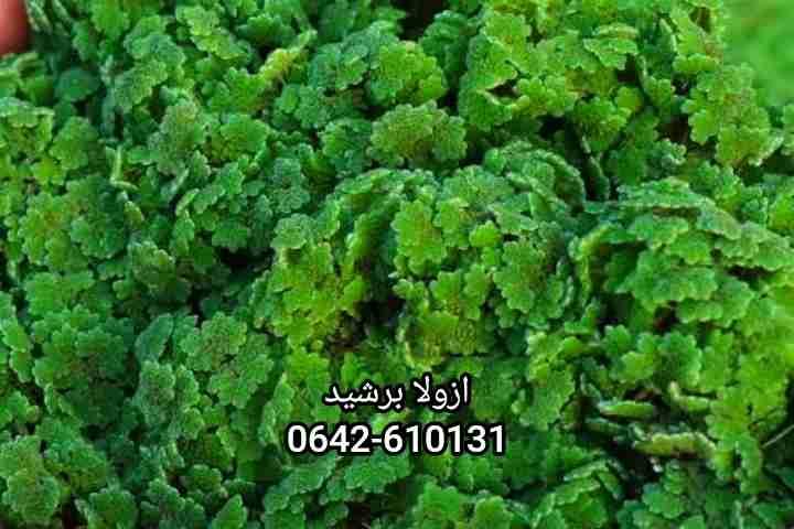 🚨🚨 سارع باش تستافد من هاد التخفيض ازولا نيلوتيكا الحرة غير 30درهم للكيلو العلف المجاني مدى الحياة الدجاج و الغنم 💪غنية بنسبة بروتين تصل الى 50% لتحفيز و زيادة انتاج البيض لاقصى درجة 💡💲✍استغل 