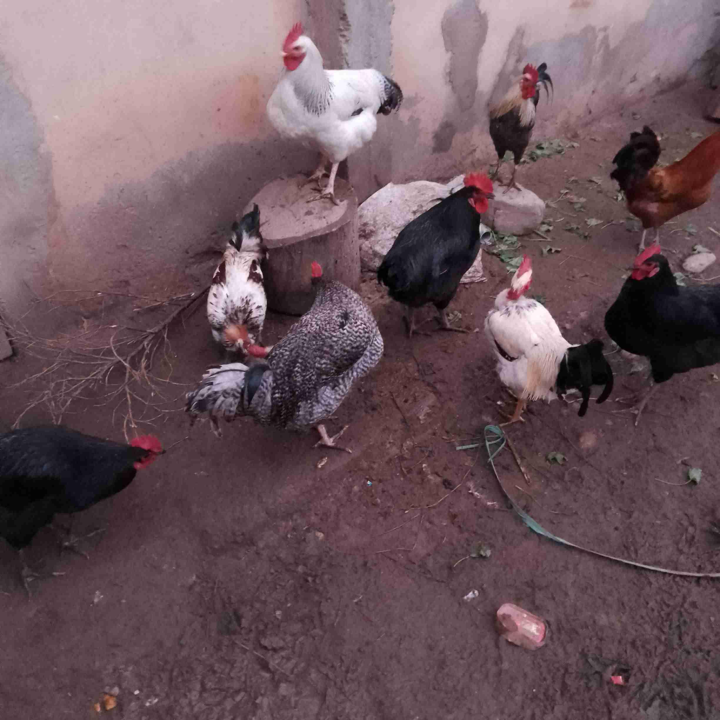 تارودانت