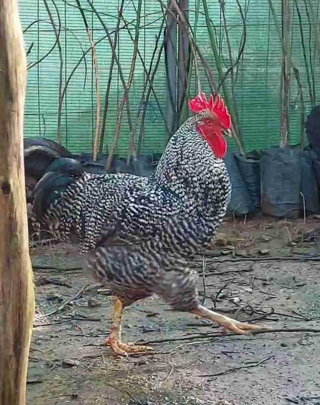 ديك آمروك للتخصيب للبيع