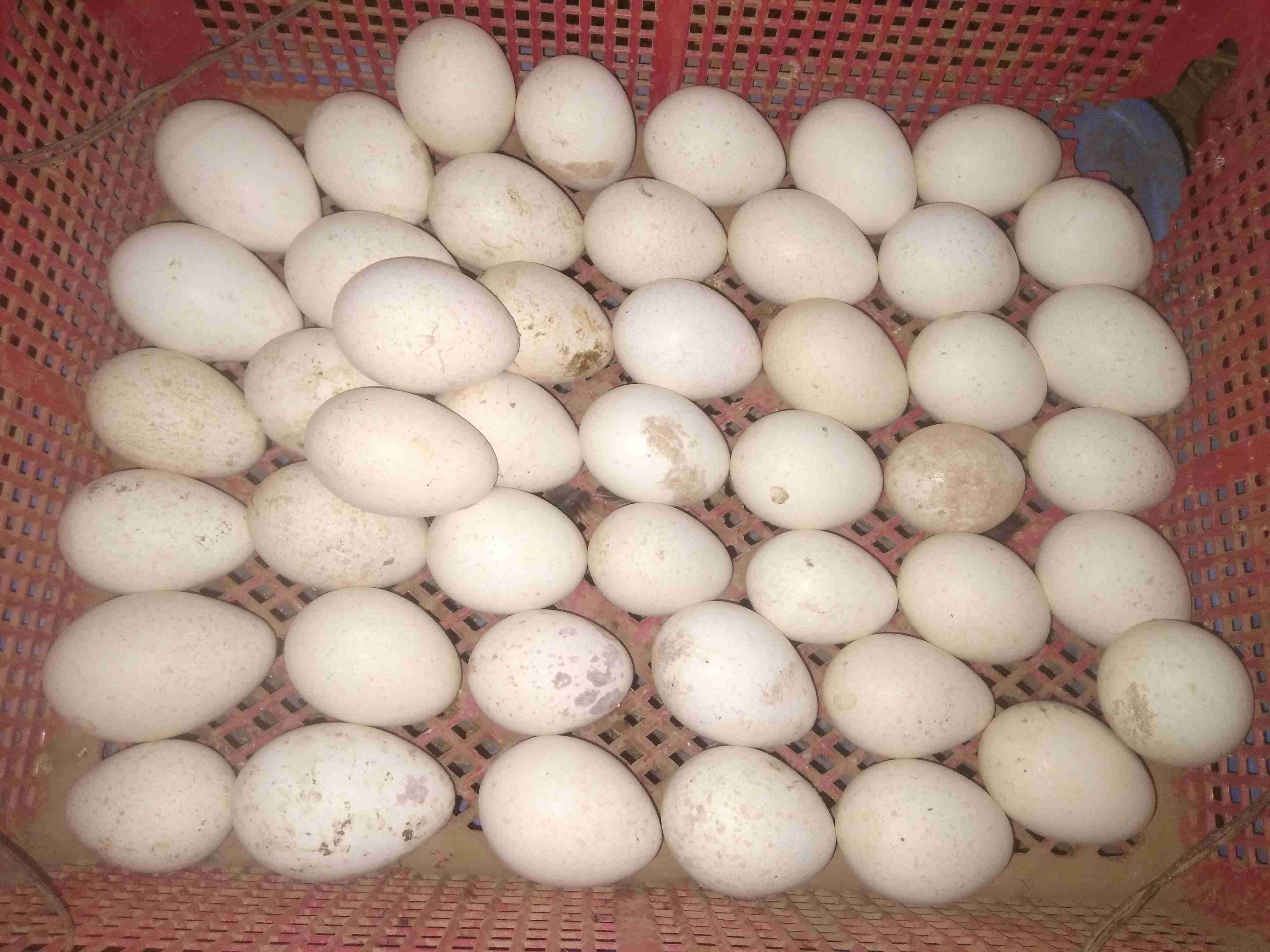دار شافعي