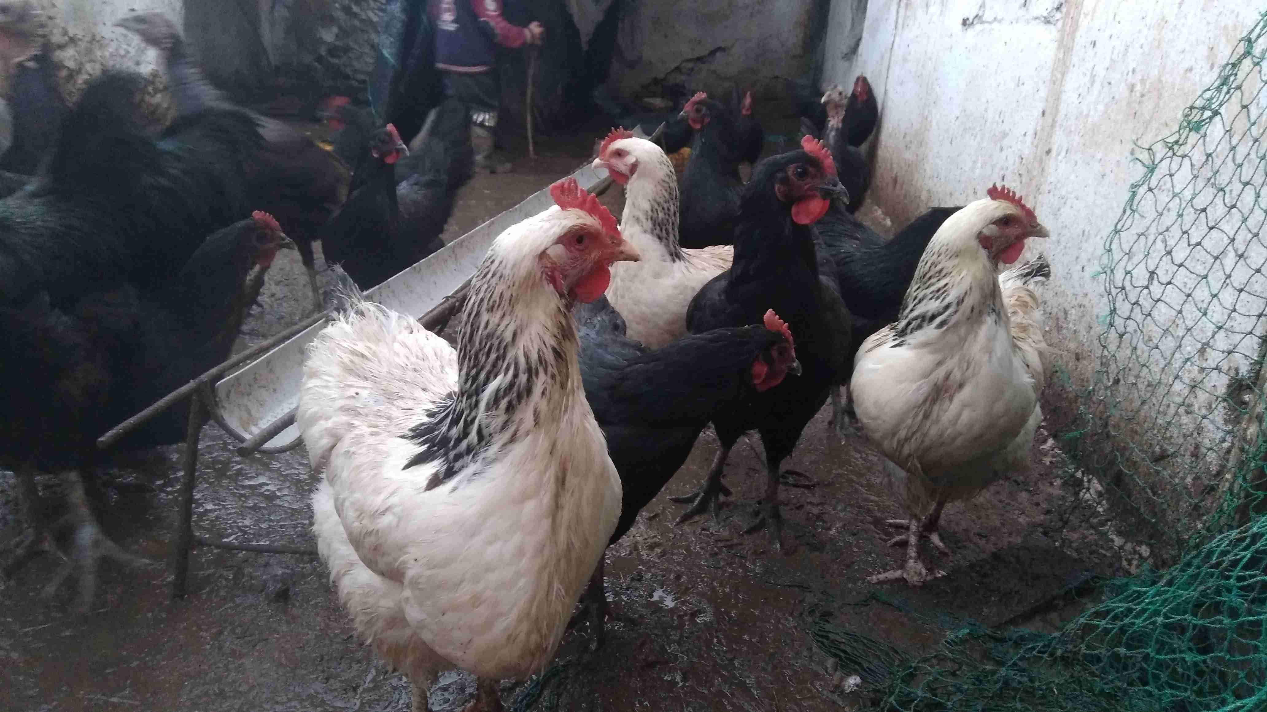 دار شافعي