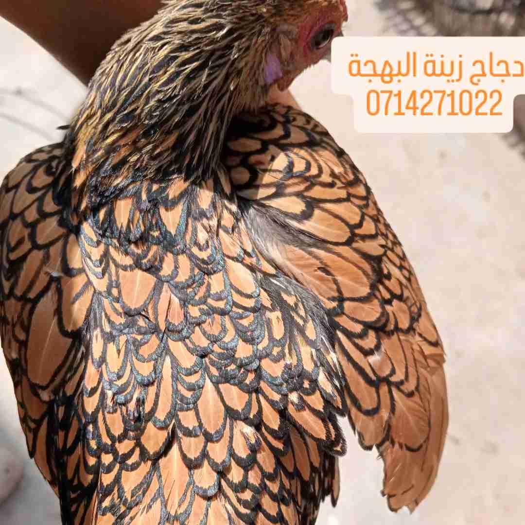 متوفر بإذن الله بيض مخصب