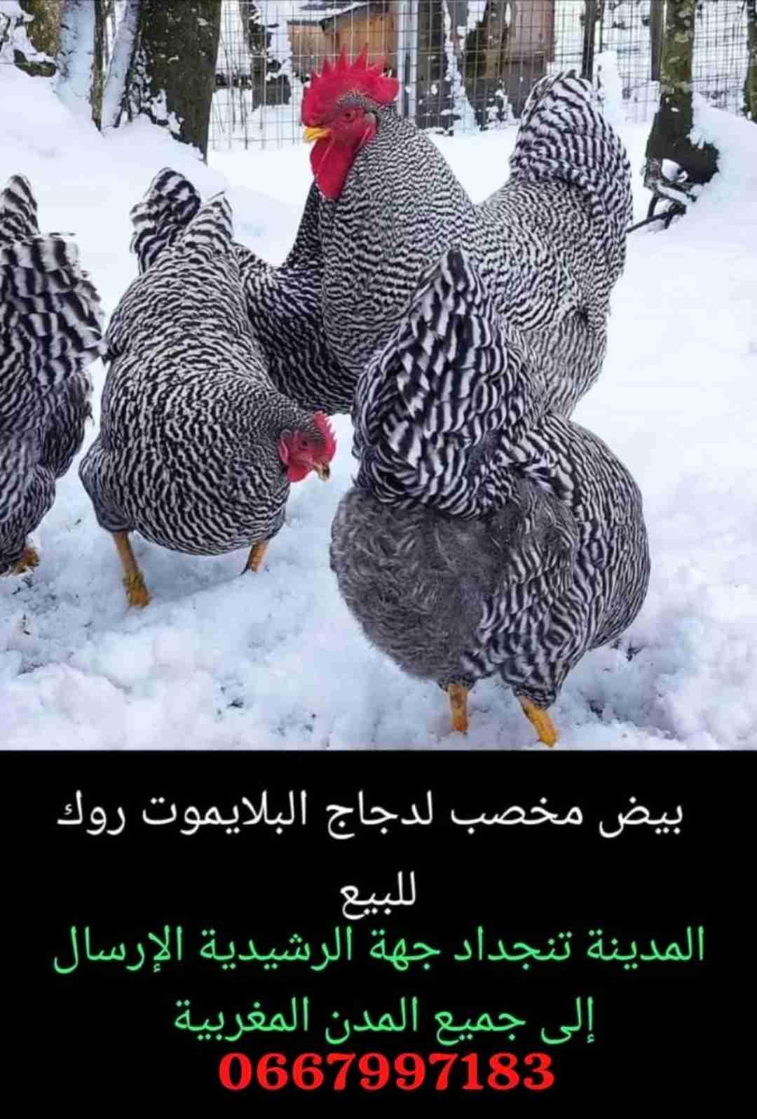 تنجداد جهة الرشيدية ايت عاصم
