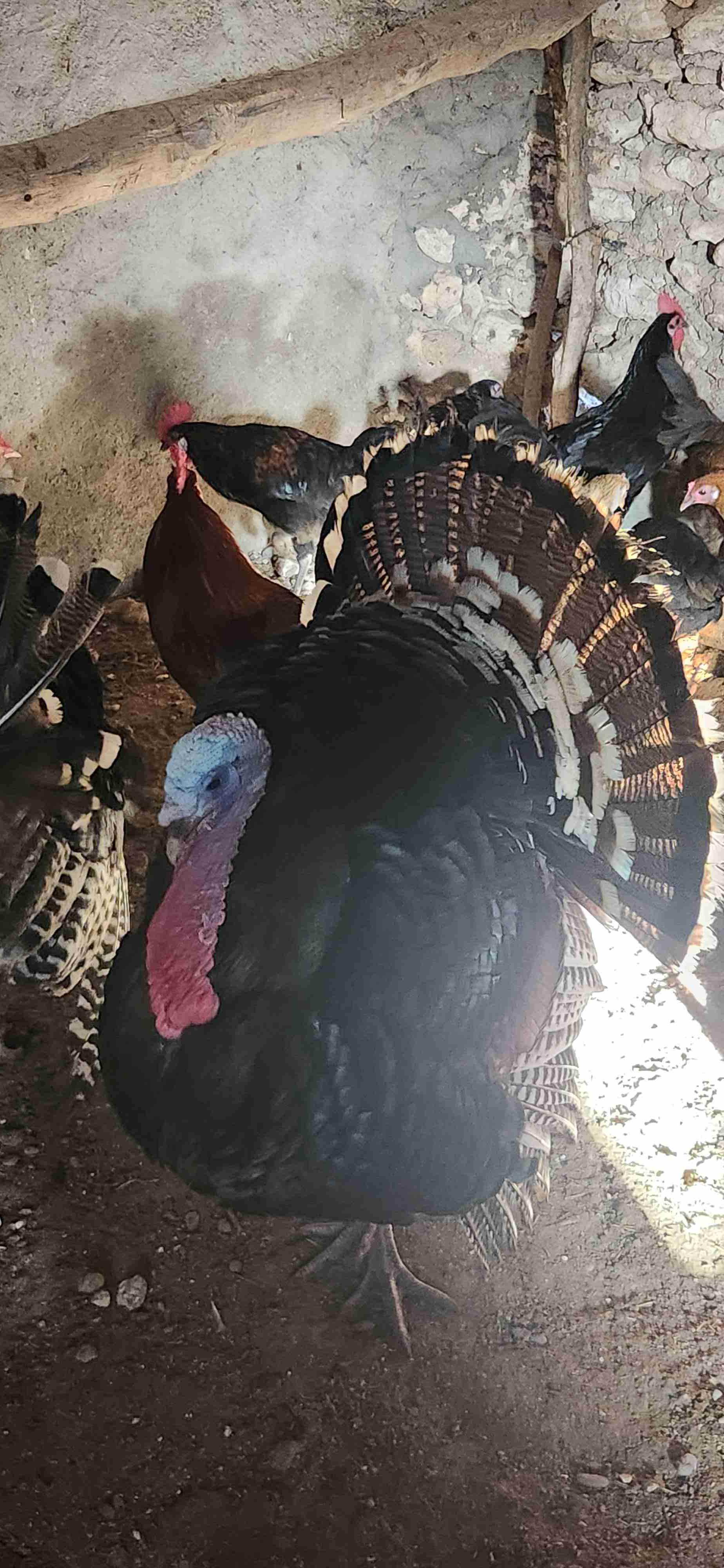 الصويرة