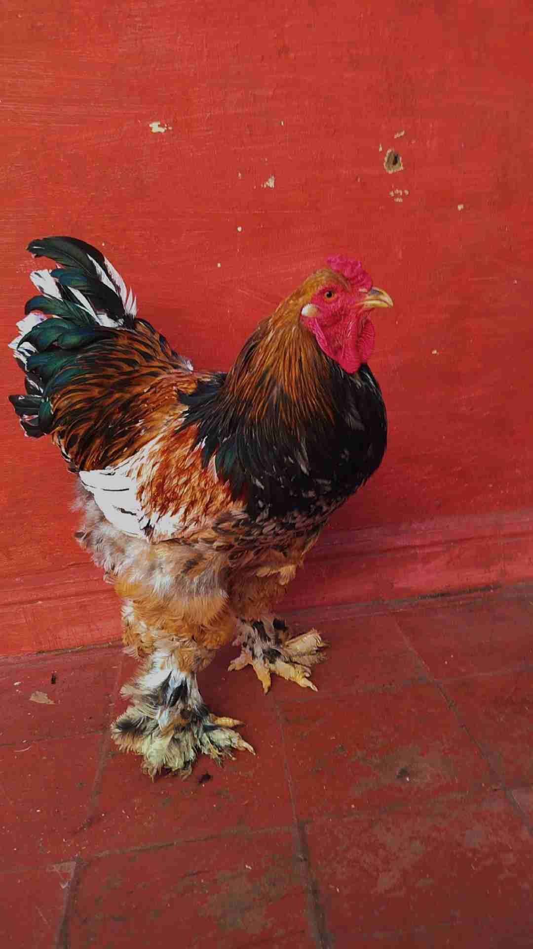 متوفر بيض مخصب لدجاج زينة براهما بورسولان