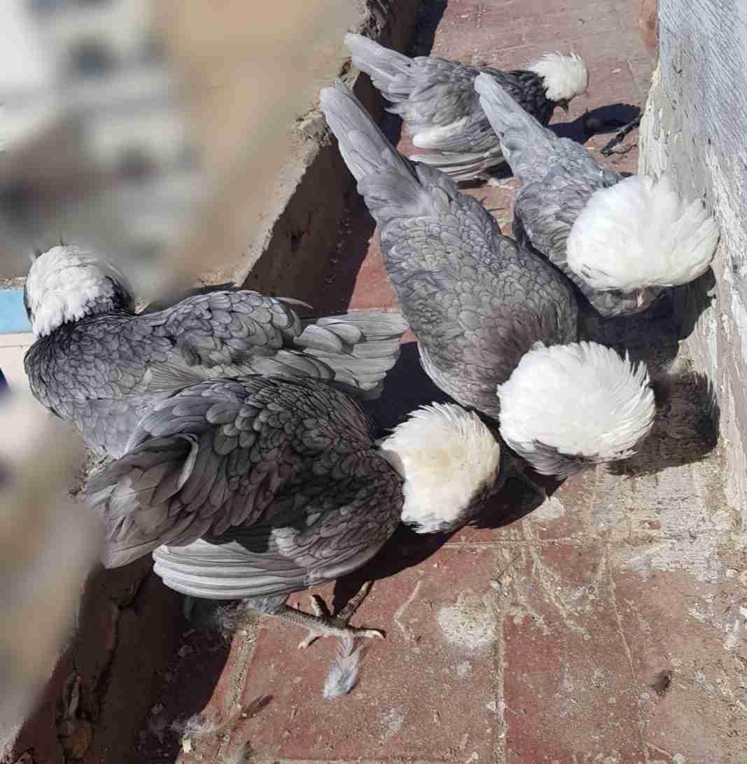دجاج الهولانديز