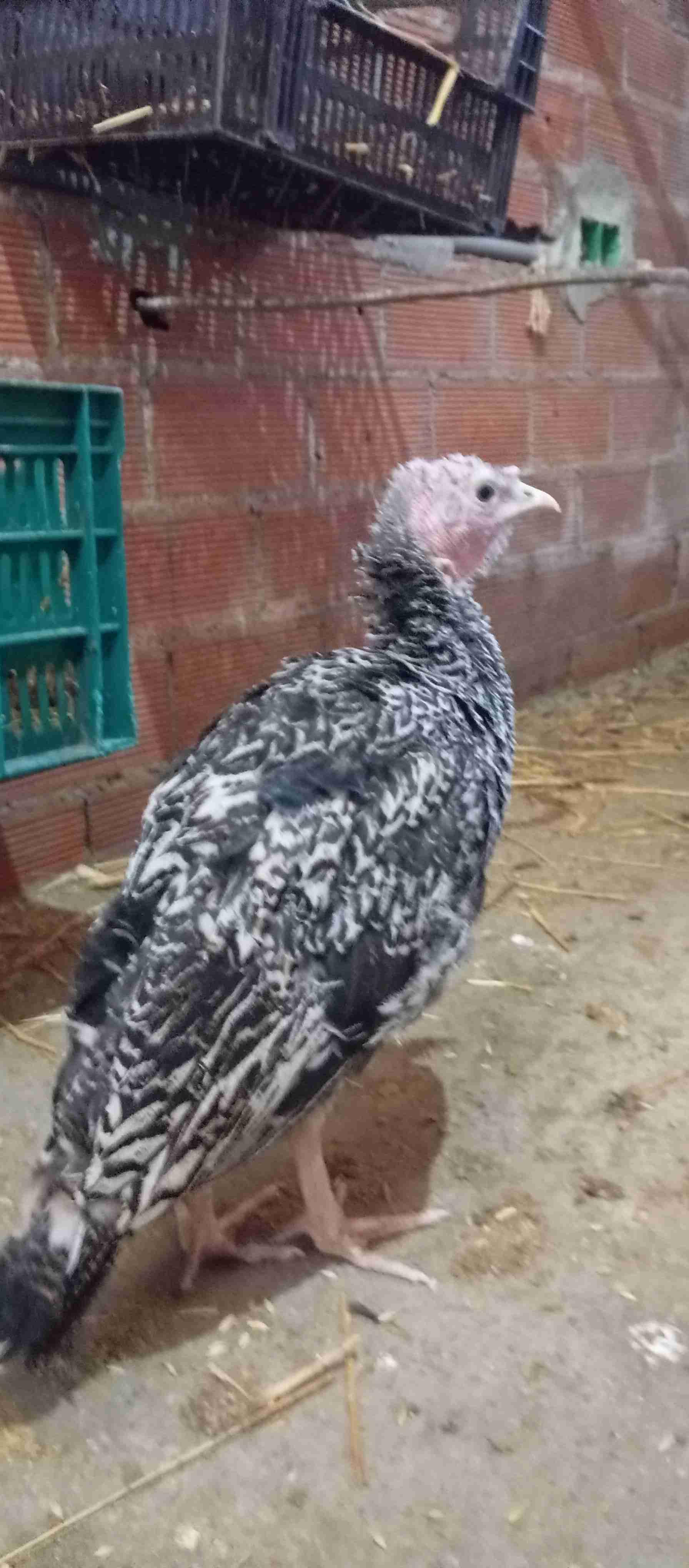 ديك  رومي بيبي