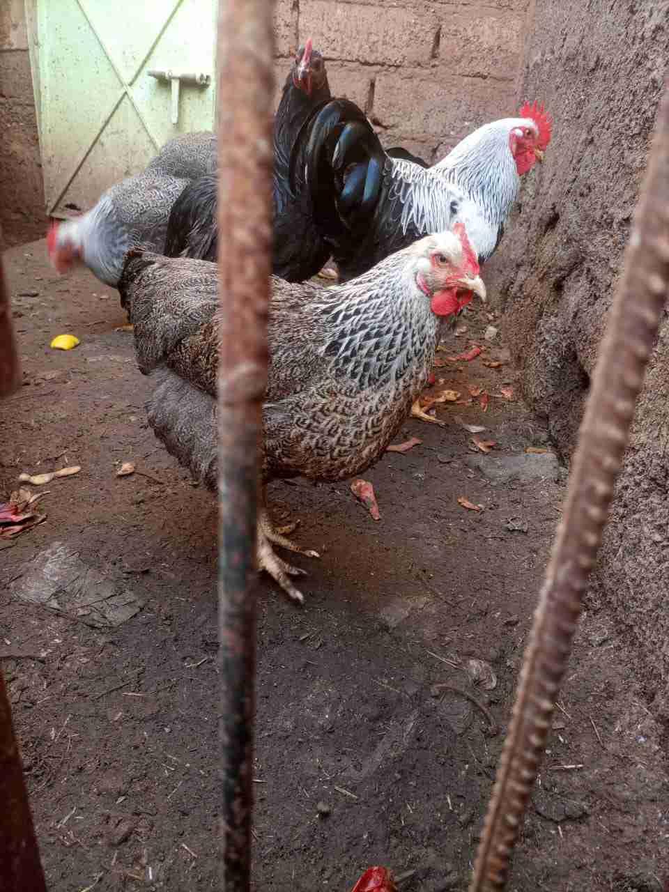 بلايموتروك سيلفر