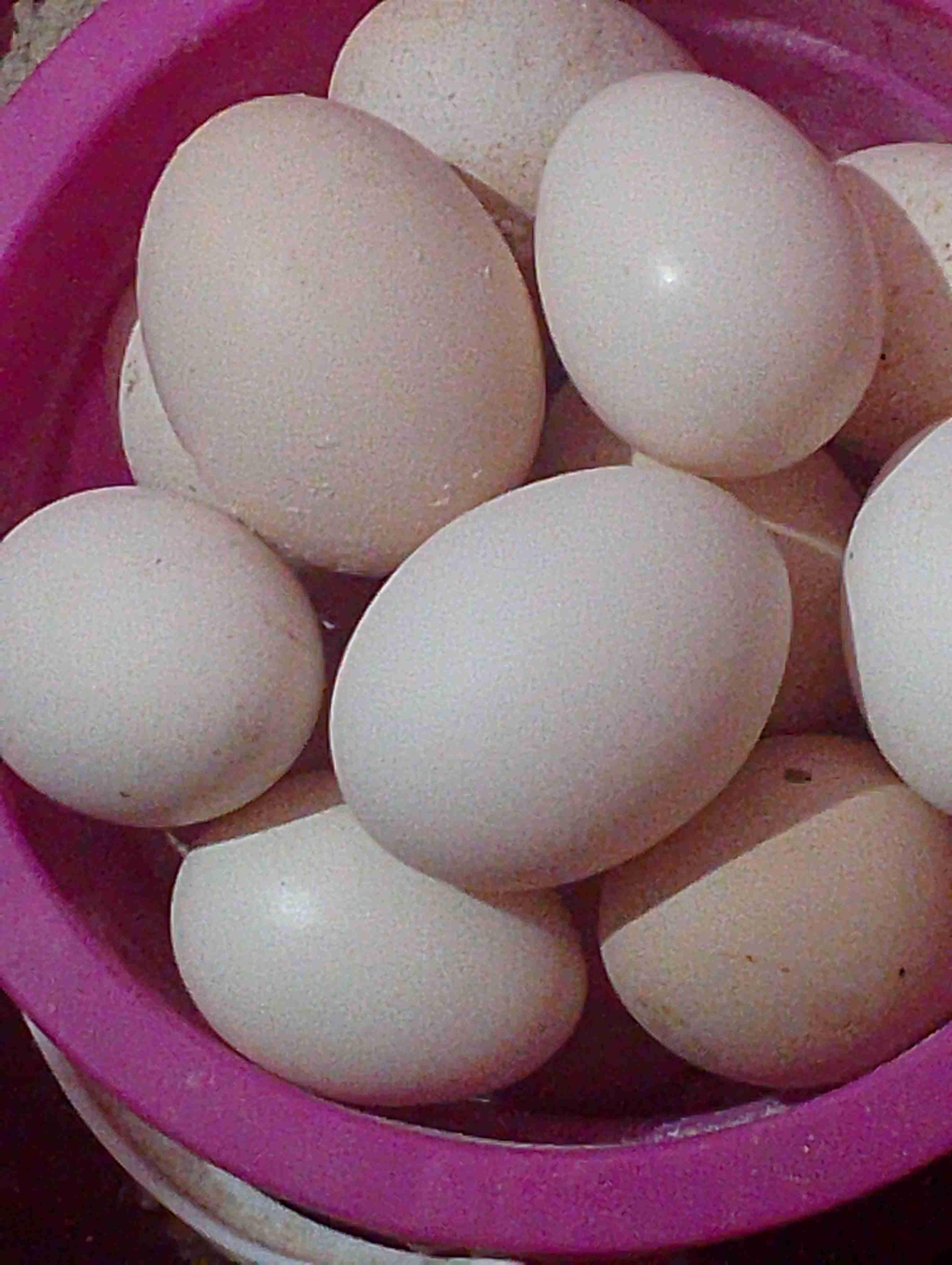 بيض مخصب لسلالة أيام سيماني