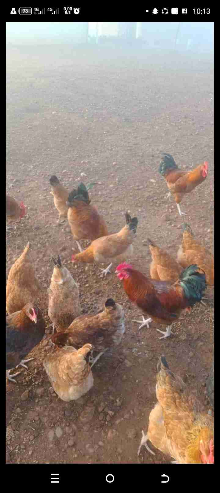 جورف الملحة