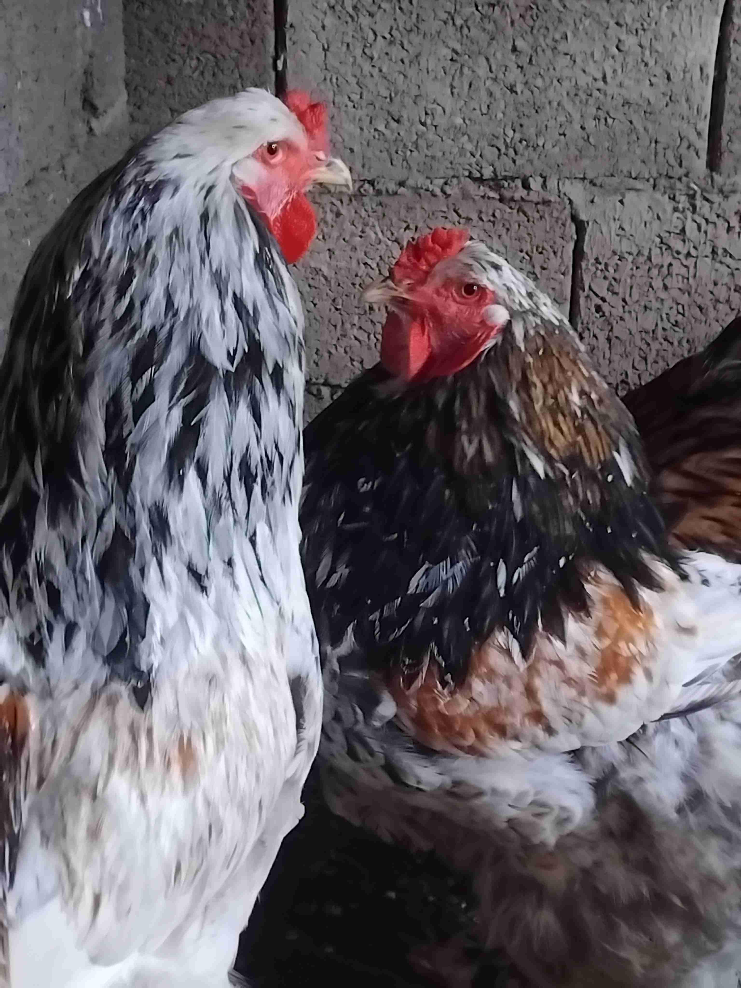 مولاي بوسلهام