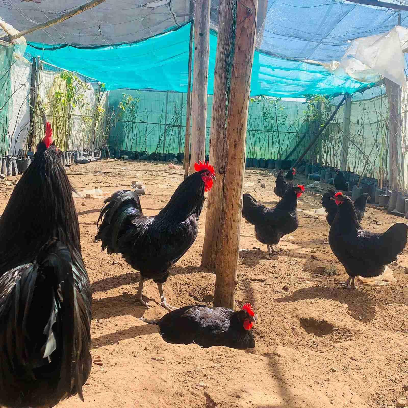 متوفر بحول الله بيض مخصب الأسترالوب الأسود الملكي