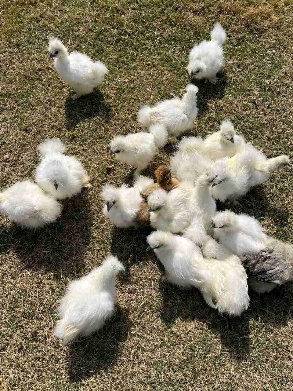 متوفر بادن الله حريري