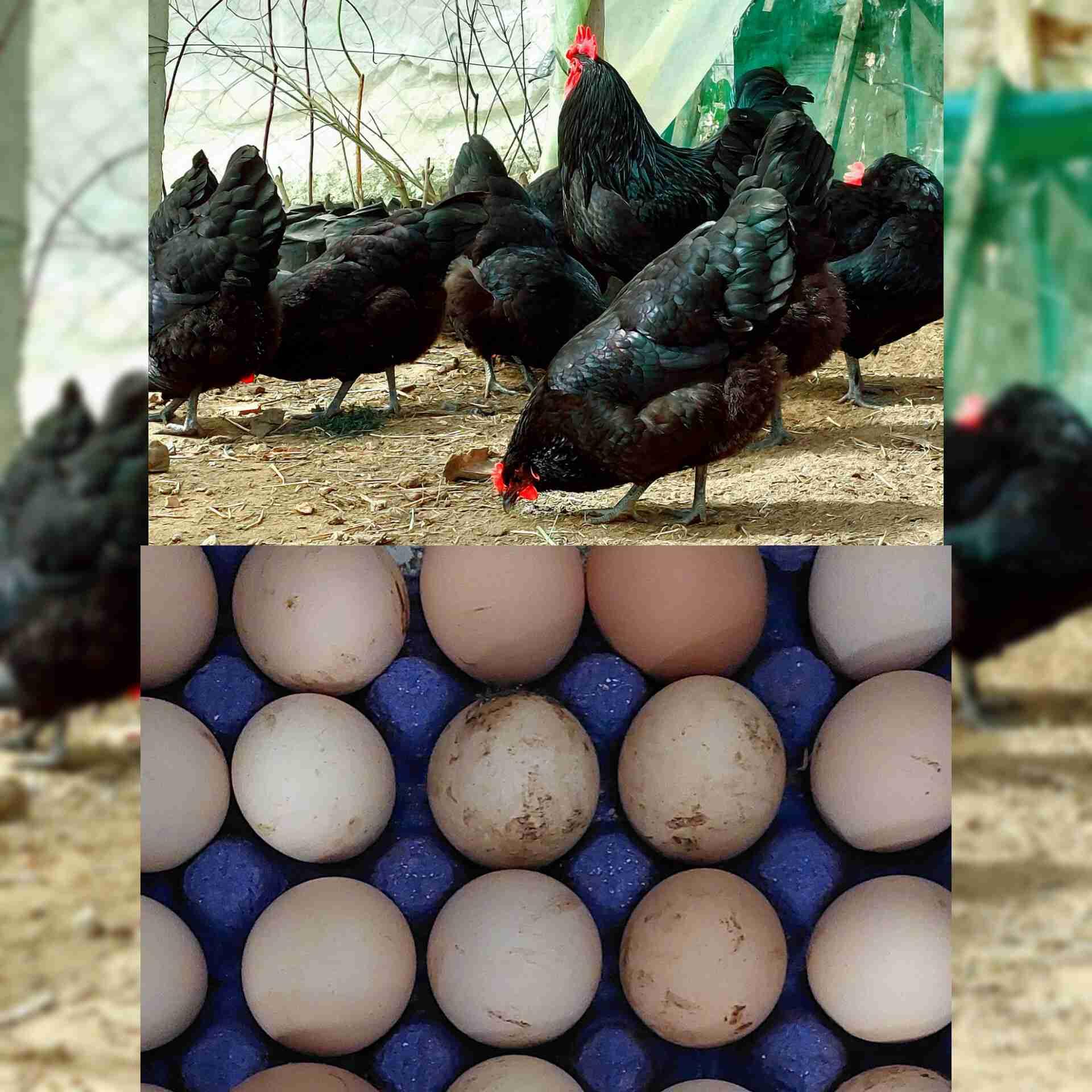 متوفر بادن الله بيض 🥚الاسطرالوب الاسود 🐓الملكي خصوبة عالية وجودة في التفقيص و الكتاكيت الثمن 10 دراهم لي مهتم يتواصل معي0650243113