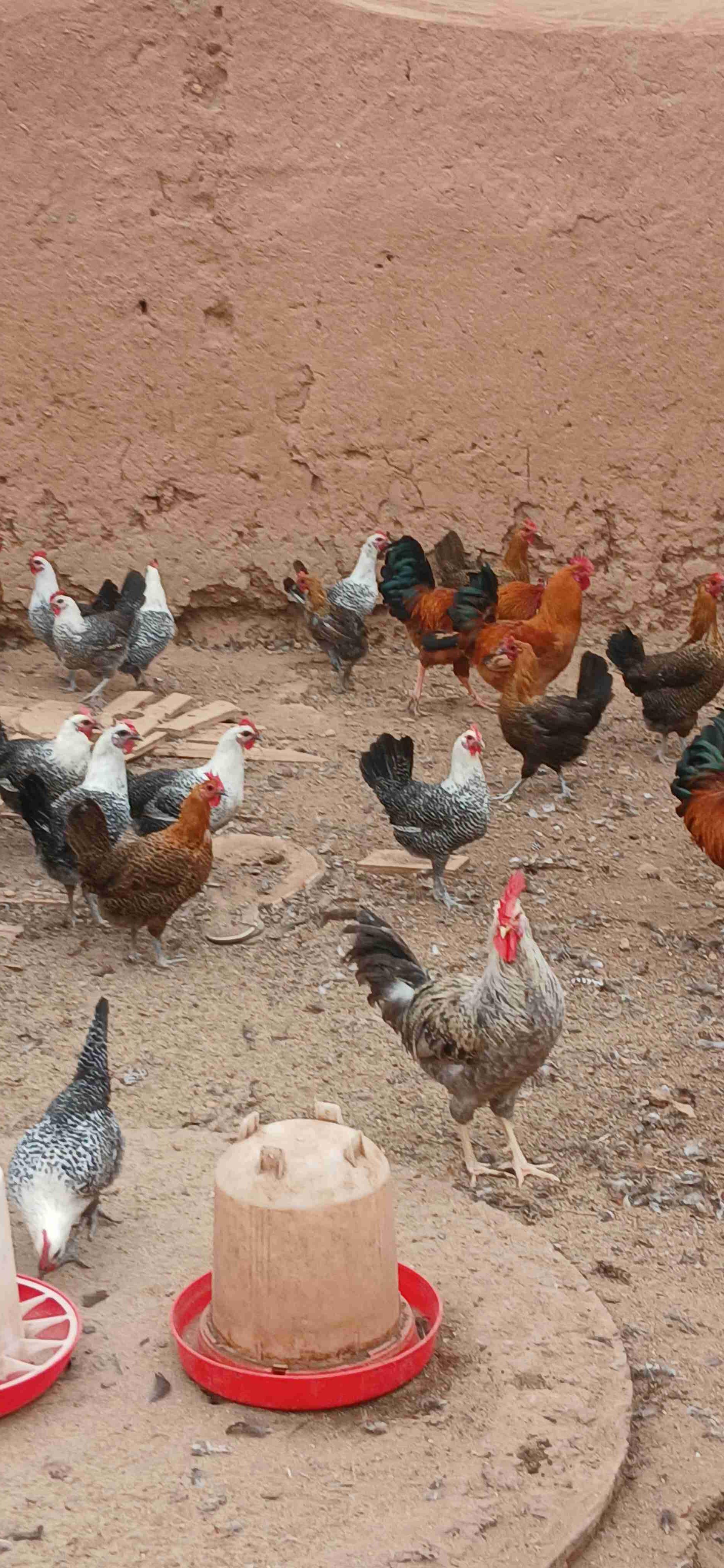 دجاجة فيومي للبيع