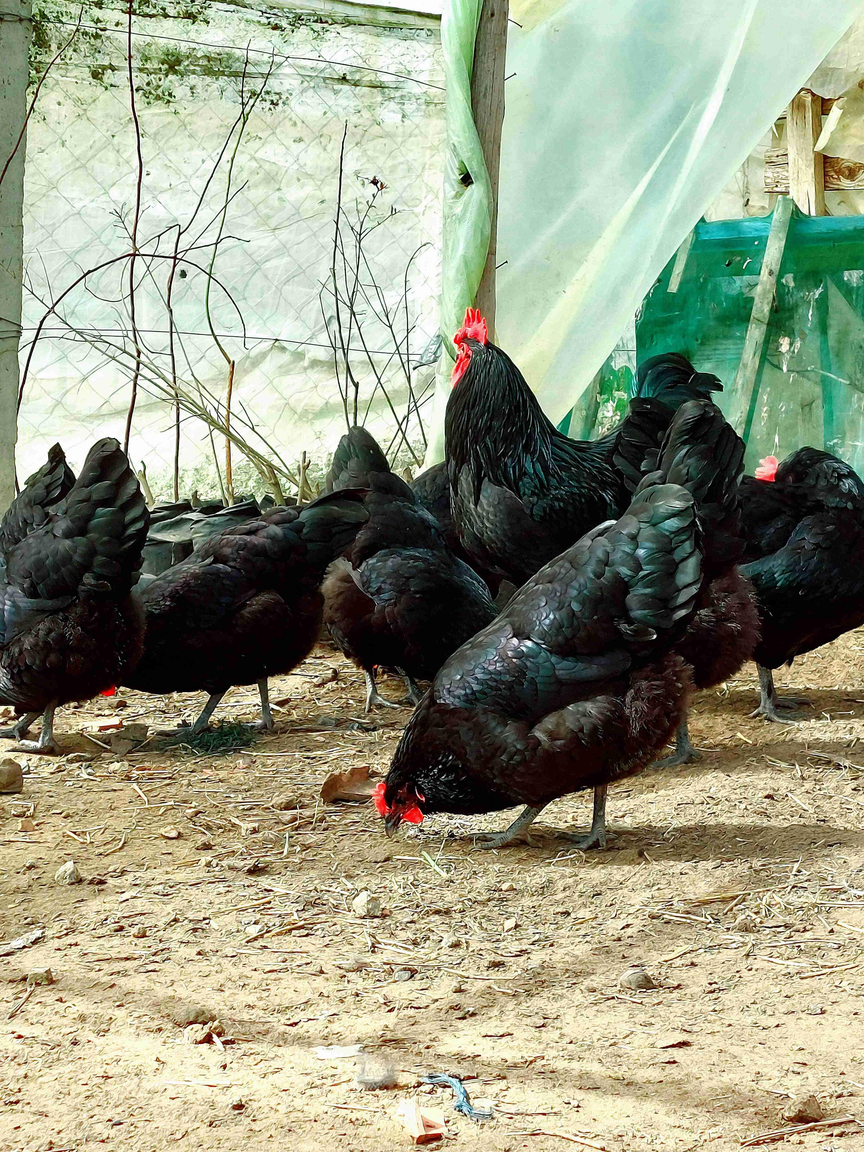 متوفر بادن الله بيض 🥚الاسطرالوب الاسود 🐓الملكي خصوبة عالية وجودة في التفقيص الثمن 10 دراهم لي مهتم يتواصل معي0650243113