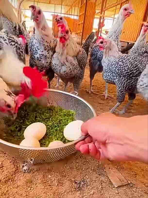 بيض فيو مي مخصب