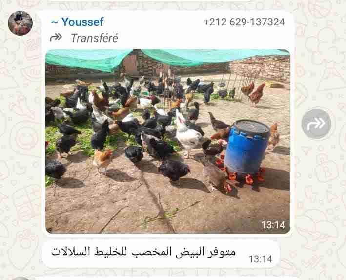سيدي رحال الشاطئ