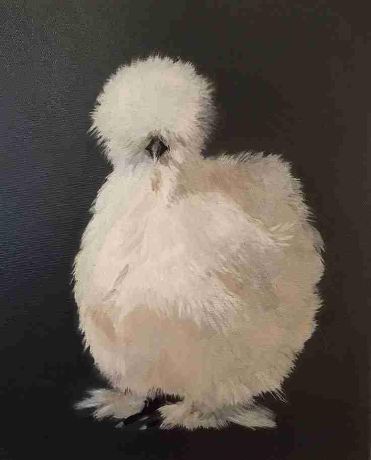 دجاج 🐔 زينة