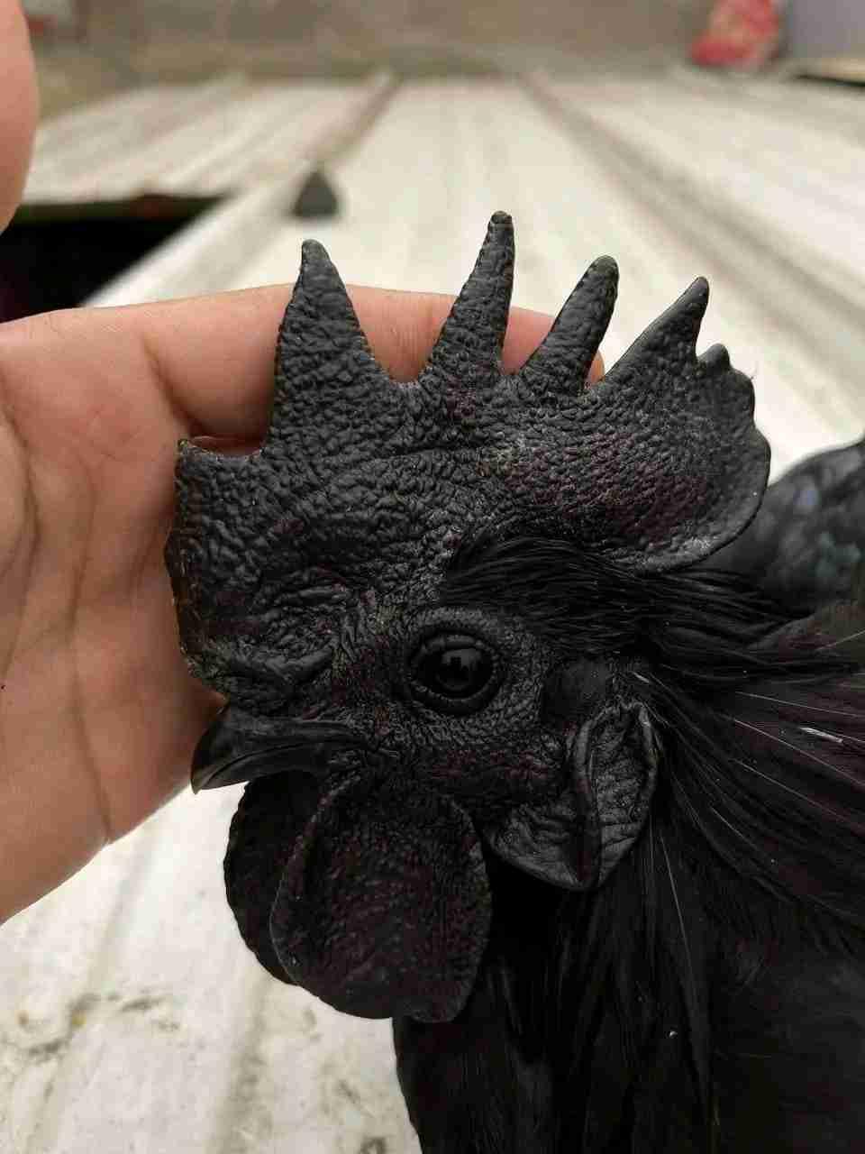دجاج 🐔 زينة