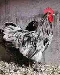 أسطرالوب سبلالش