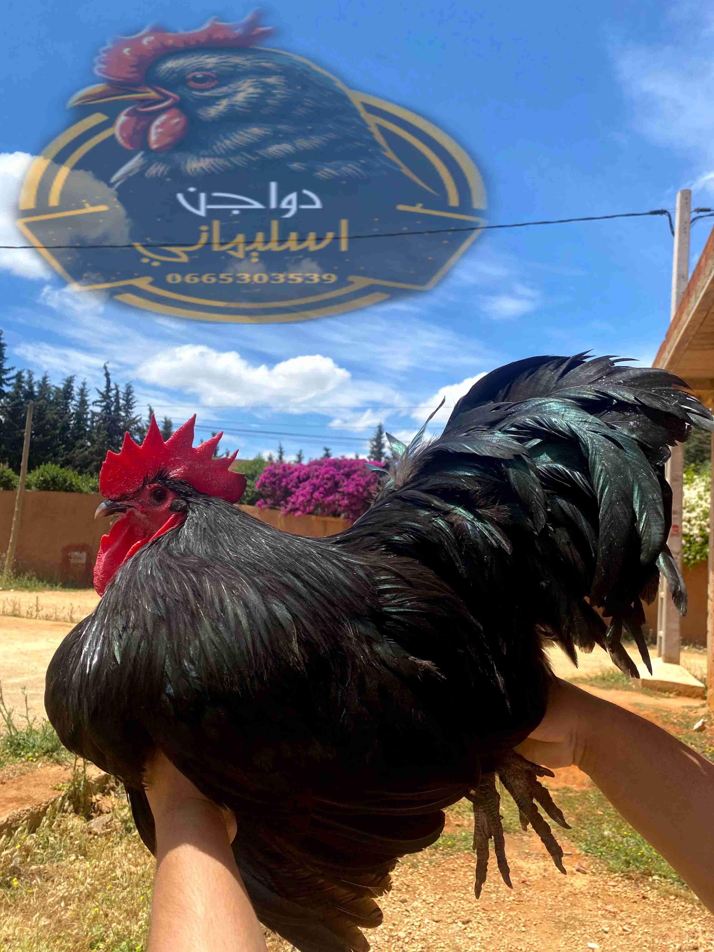 متوفر بيض دجاج الأسترالورب الأسود و الأزرق