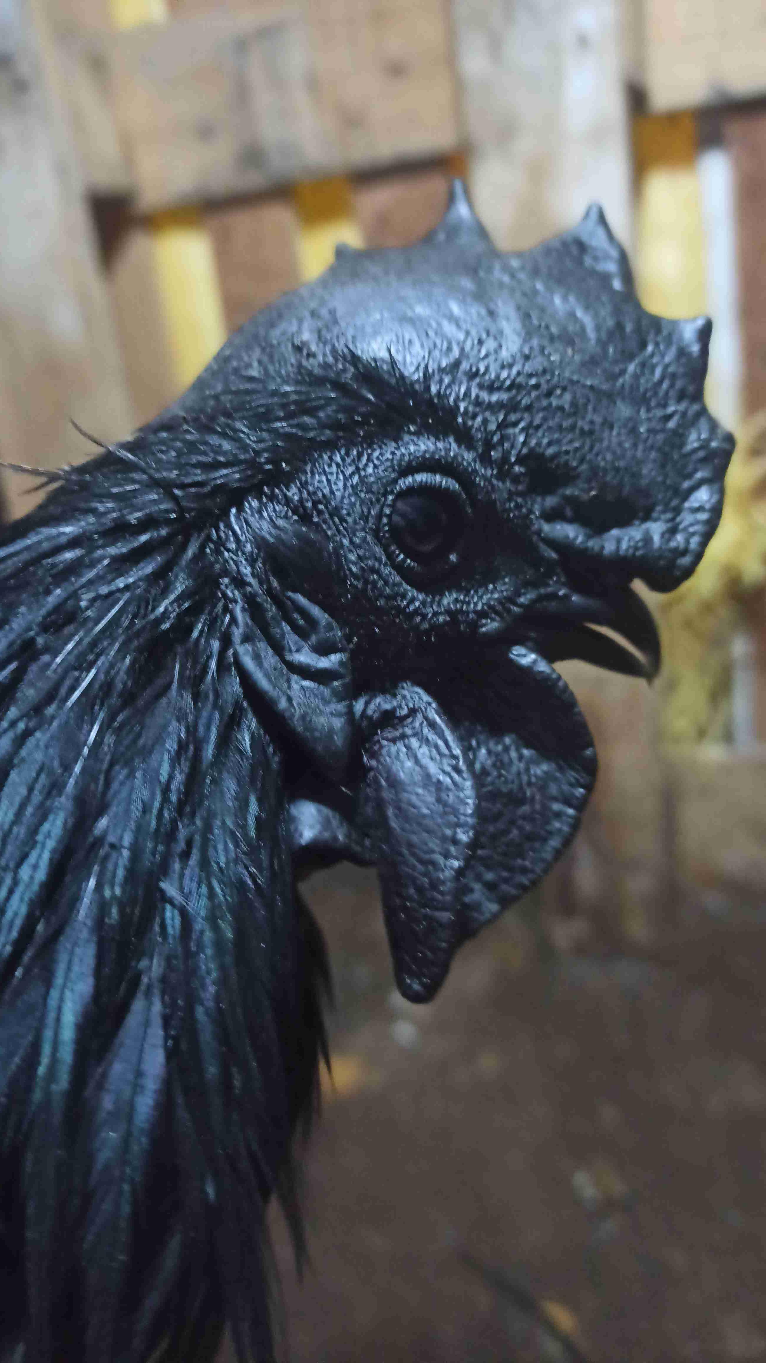 الجديدة