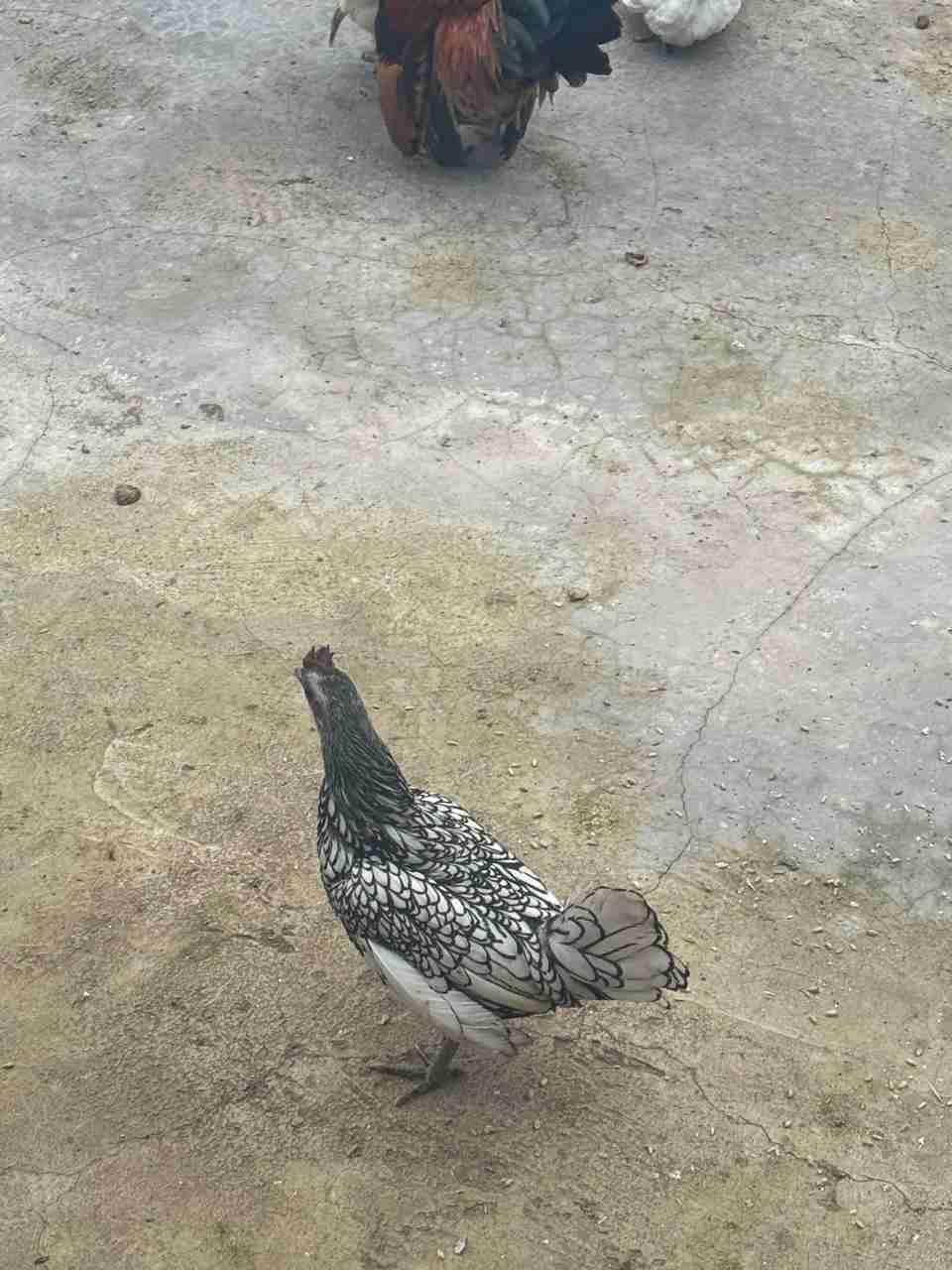 دجاجة سيبرايت