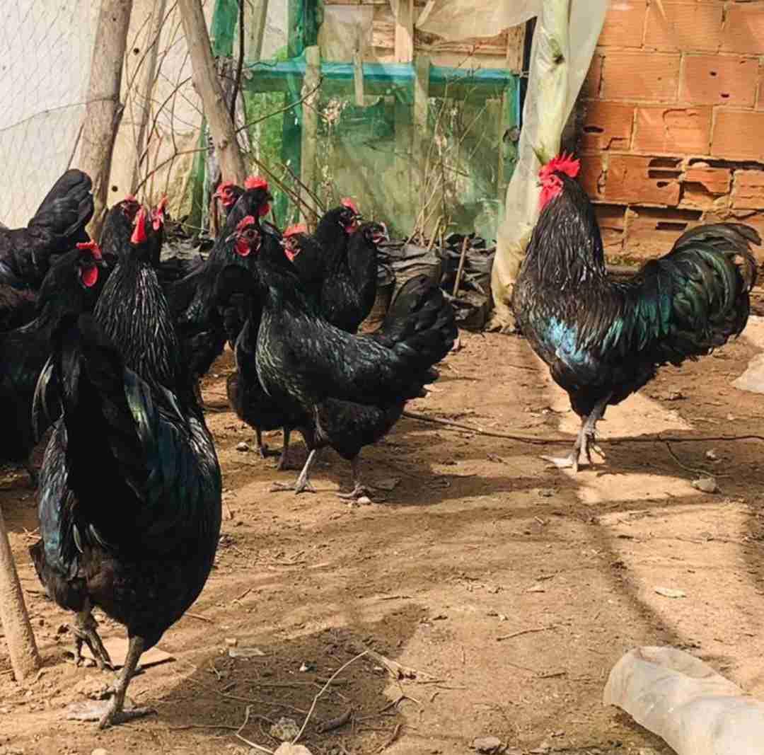 متوفر بإذن الله بيض مخصب🥚الأسطرالوب الأسود الملكي🐓جودة عالية مع إمكانية الإرسال لجميع المدن لي مهتم يتواصل معي مرحبا0650243113