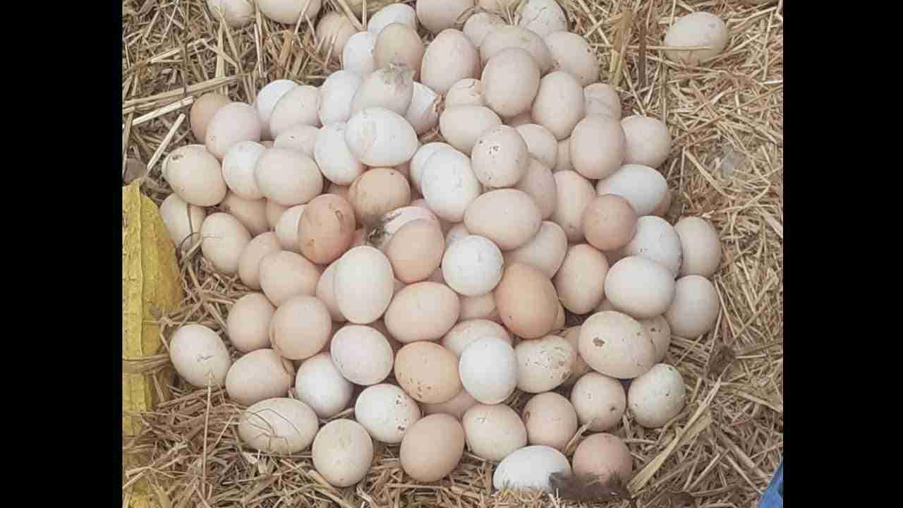 بوسكورة