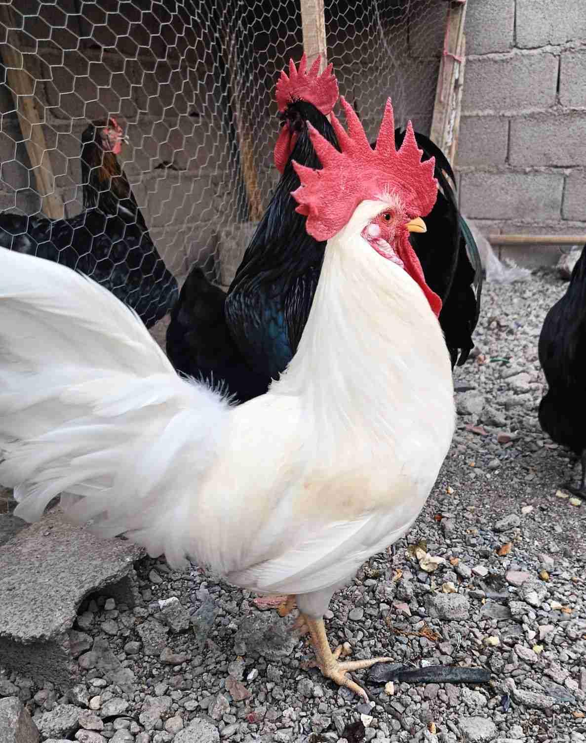 متوفر بيض مخصب ليجورن